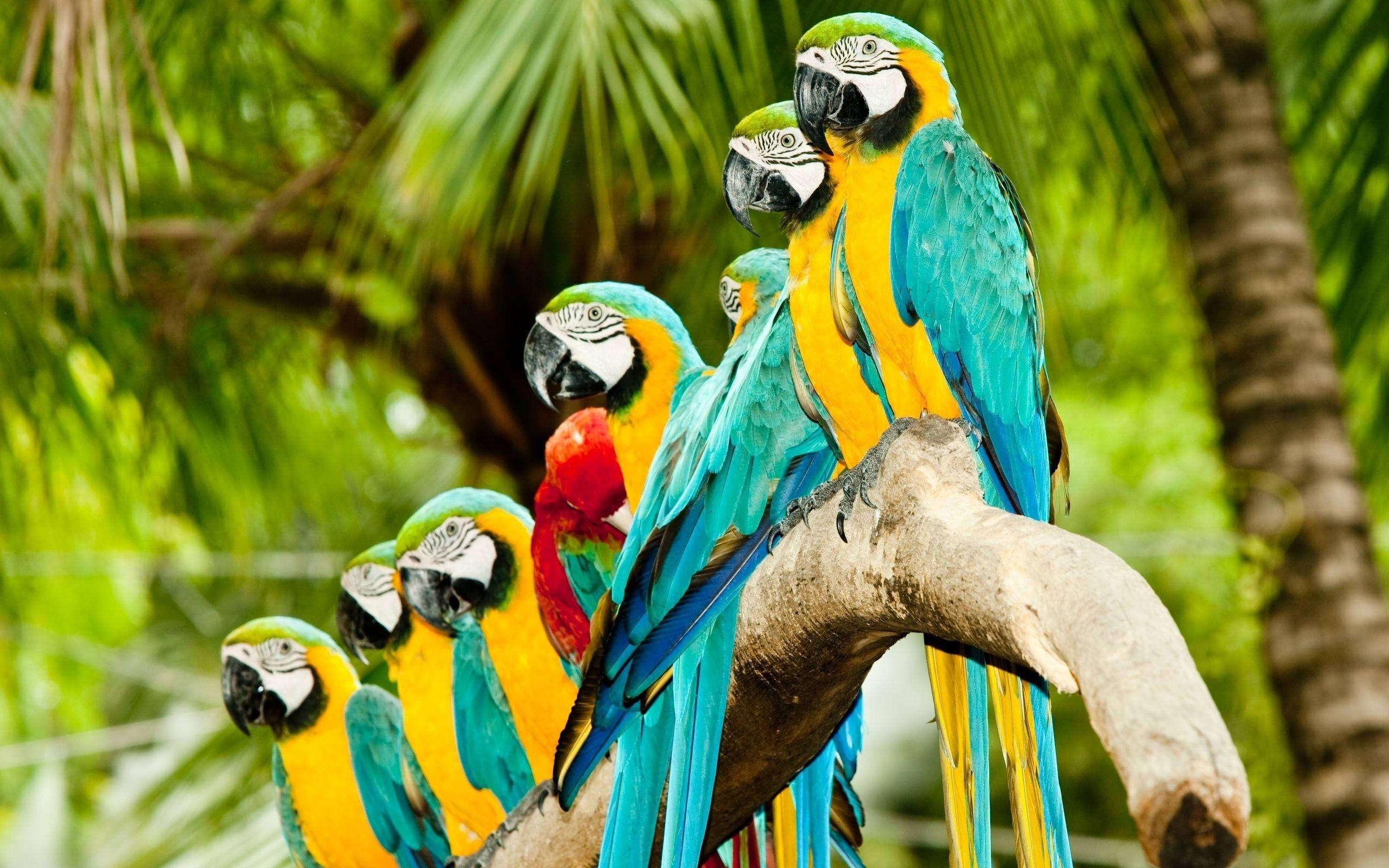 Blue-And-Yellow Macaw Wallpapers