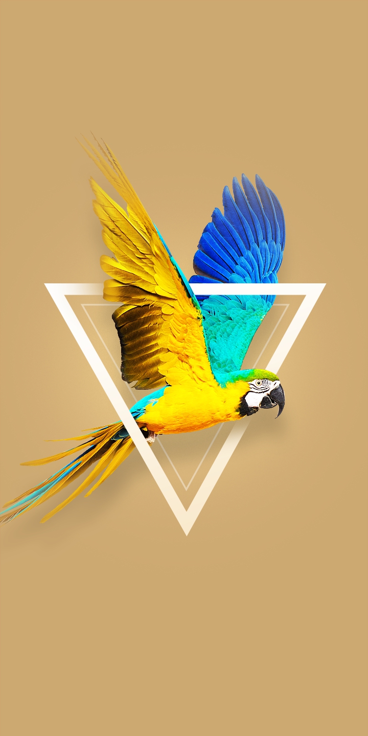 Blue-And-Yellow Macaw Wallpapers