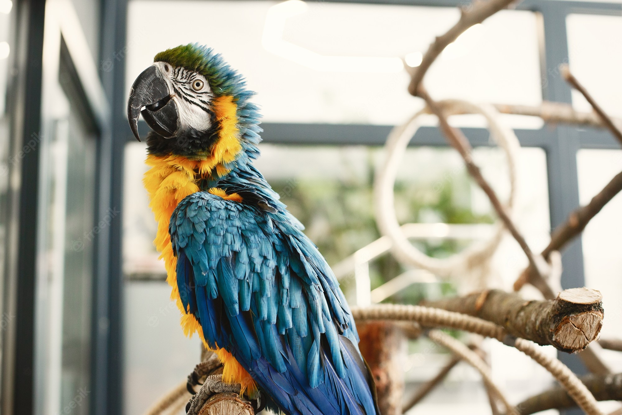 Blue-And-Yellow Macaw Wallpapers