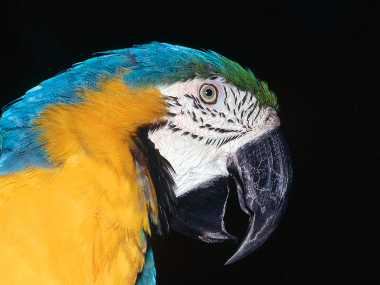 Blue-And-Yellow Macaw Wallpapers