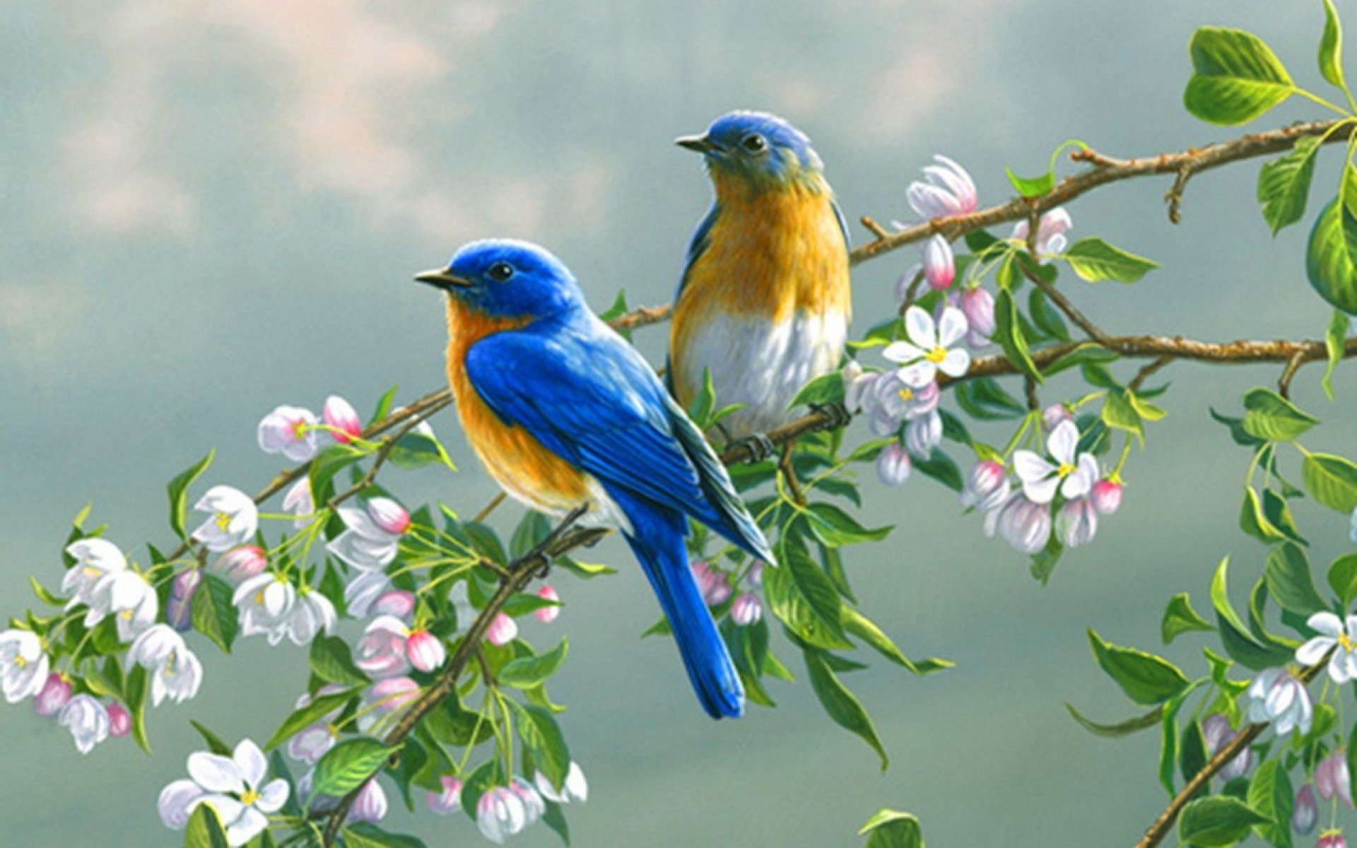 Bluebird Wallpapers