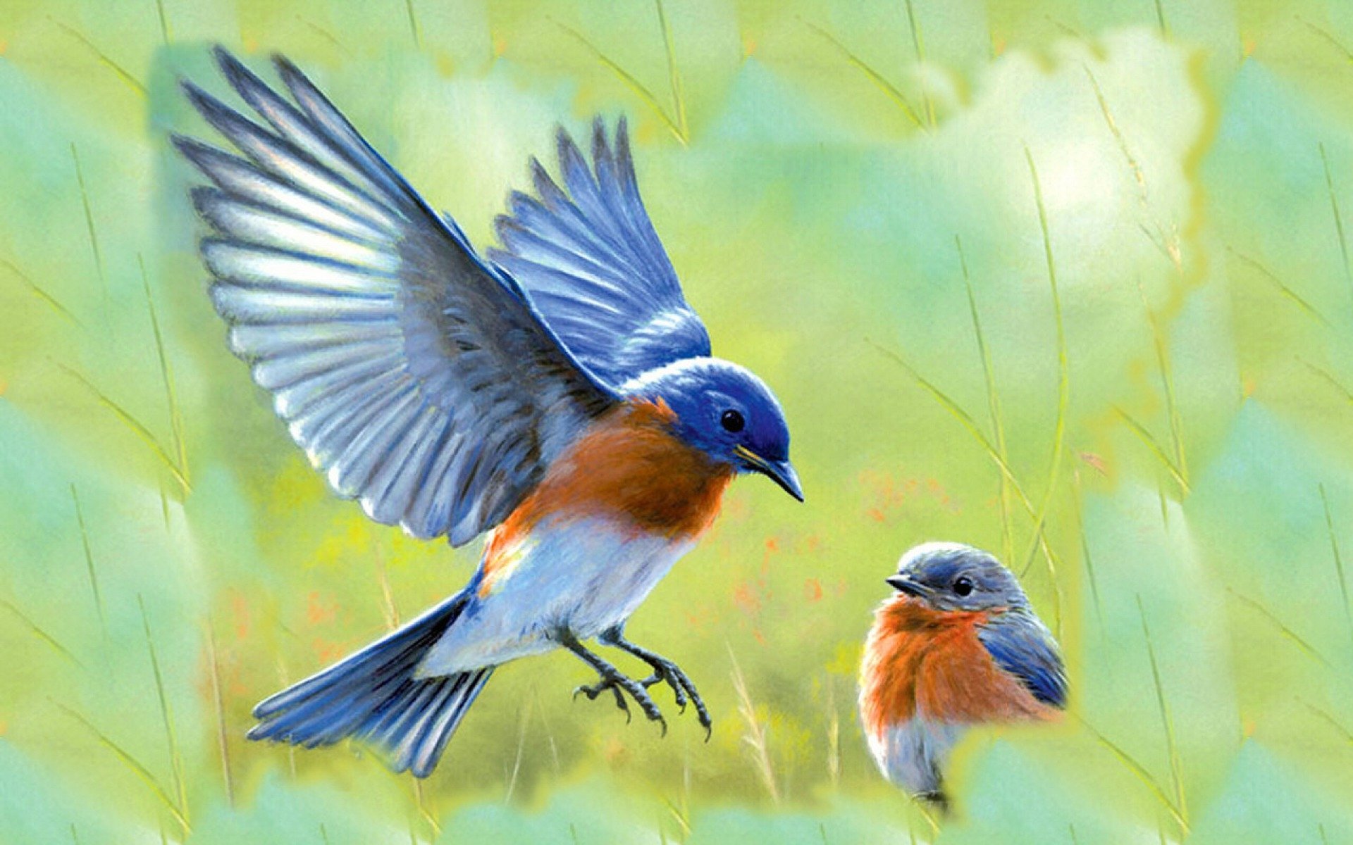 Bluebird Wallpapers