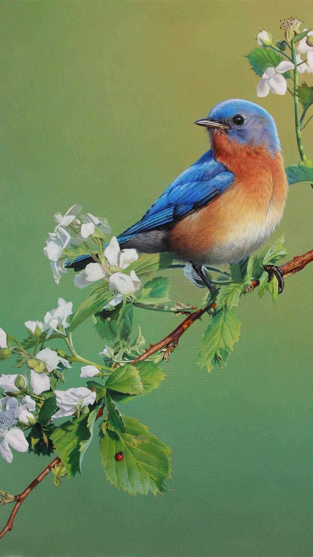 Bluebird Wallpapers