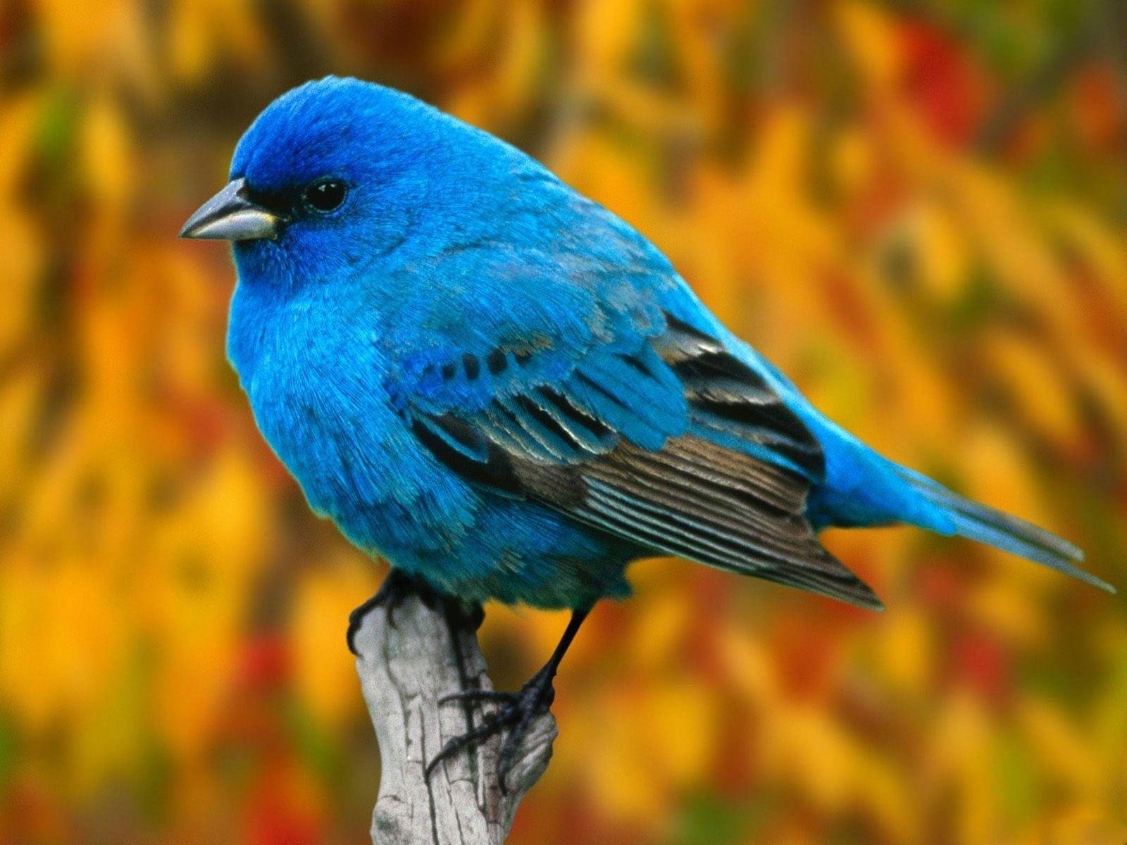 Bluebird Wallpapers