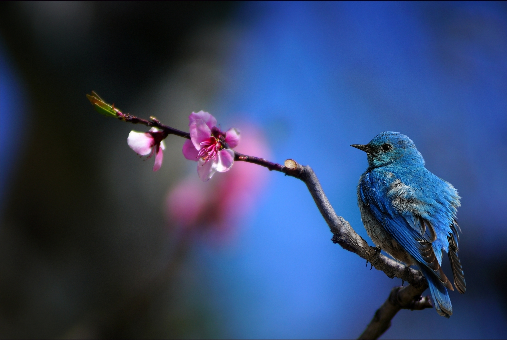 Bluebird Wallpapers