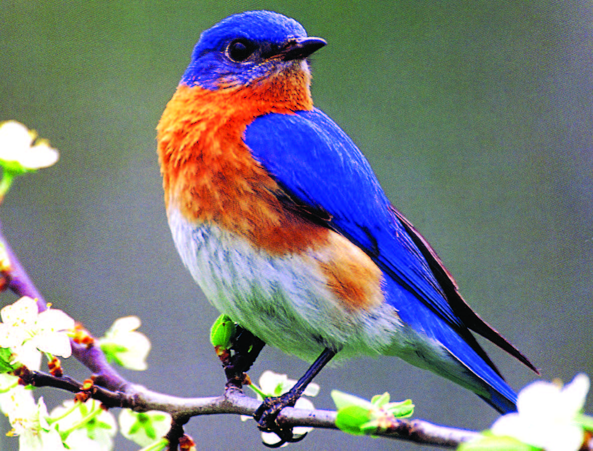 Bluebird Wallpapers