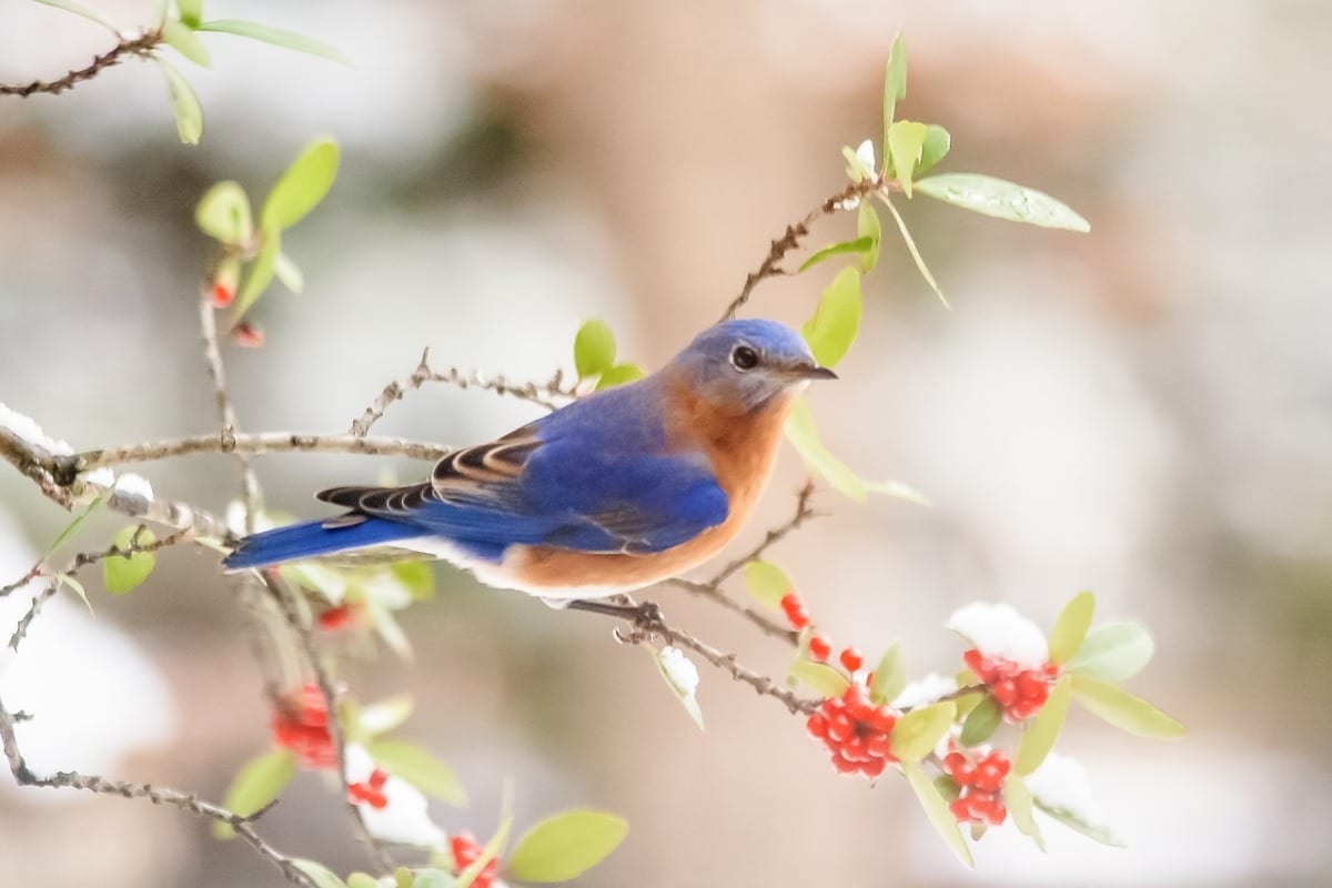 Bluebird Wallpapers