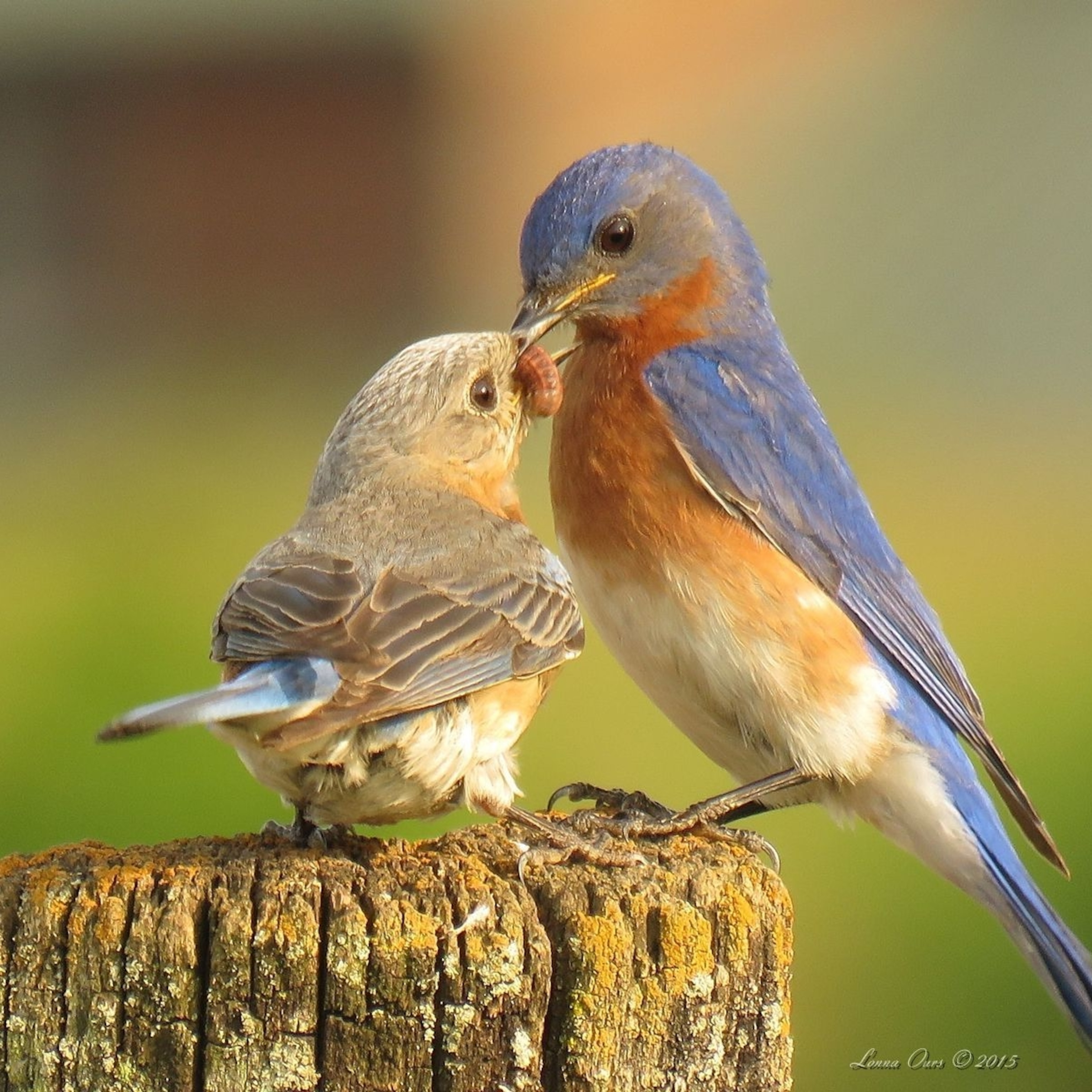 Bluebird Wallpapers