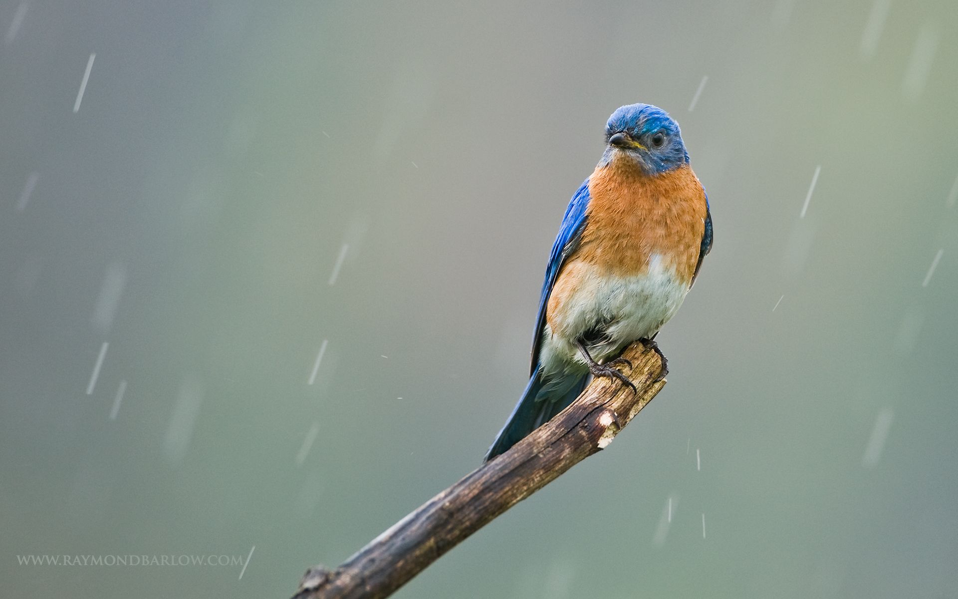 Bluebird Wallpapers