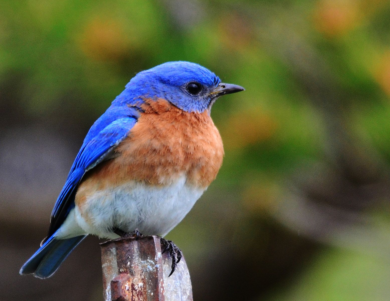 Bluebird Wallpapers