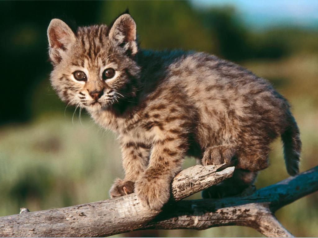 Bobcat Wallpapers