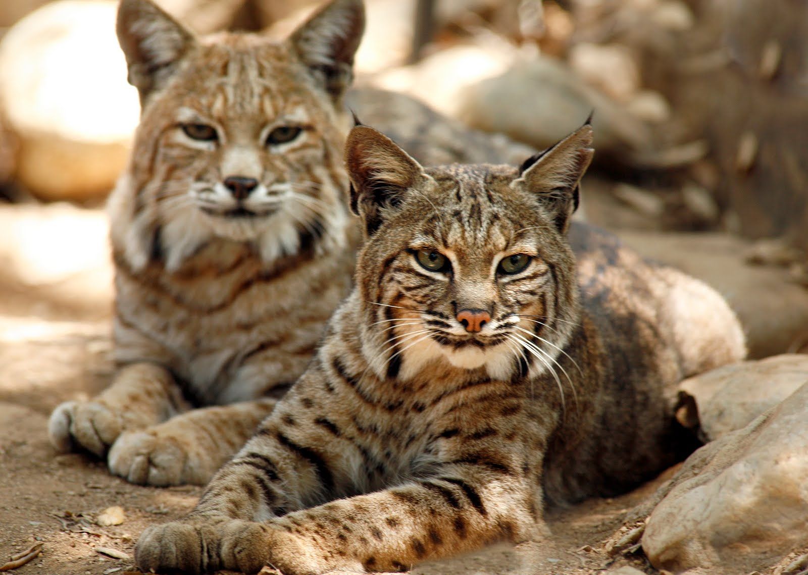 Bobcat Wallpapers