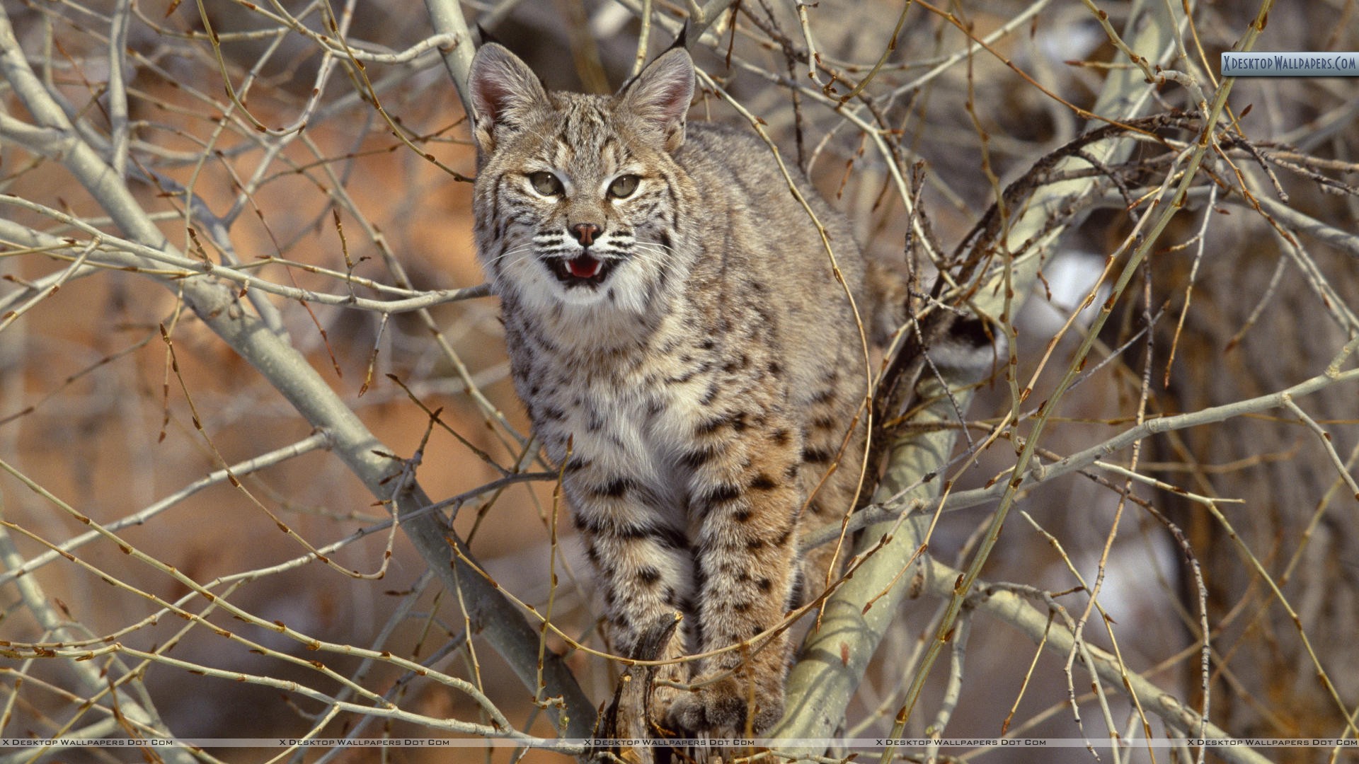 Bobcat Wallpapers