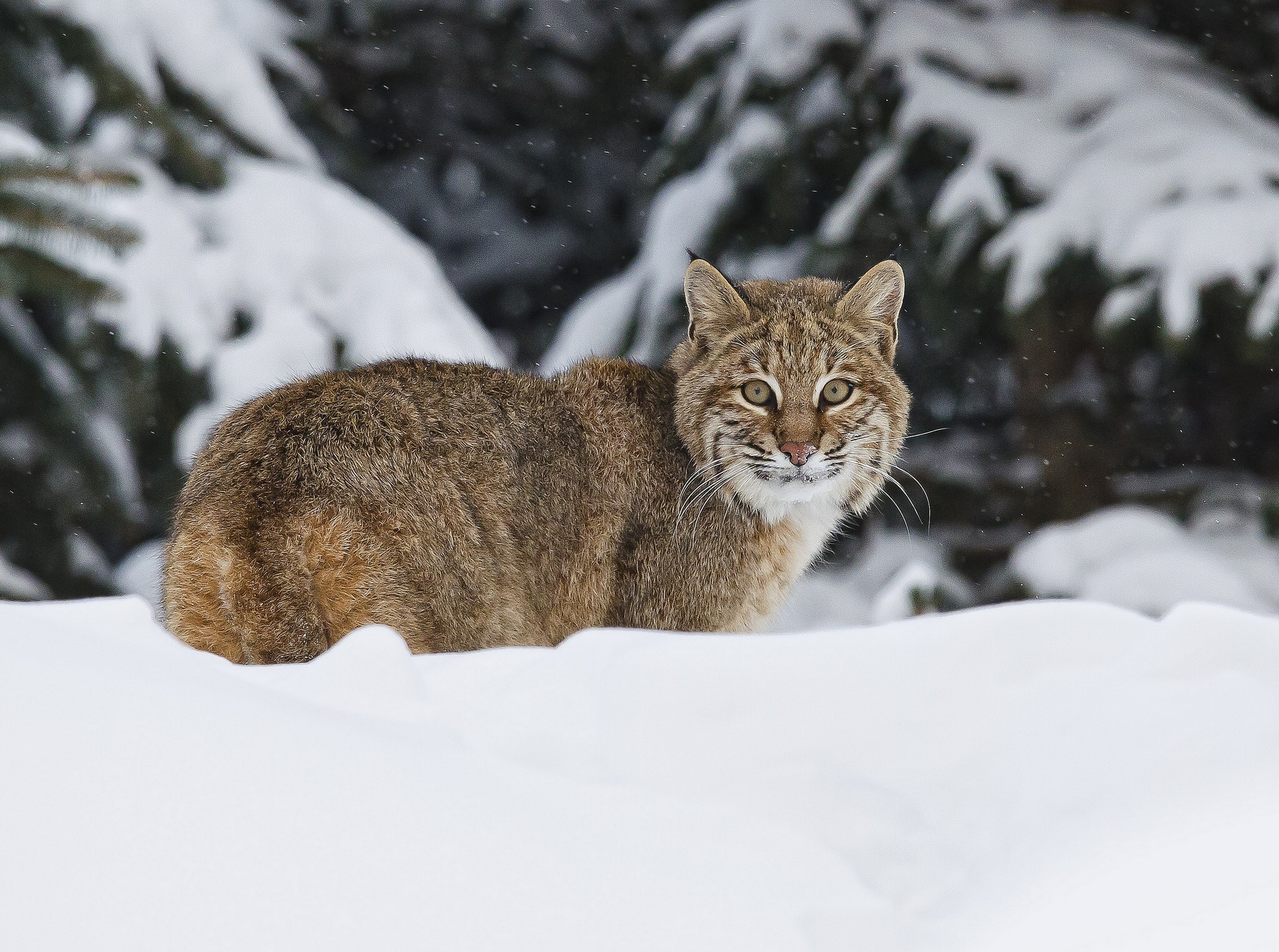 Bobcat Wallpapers