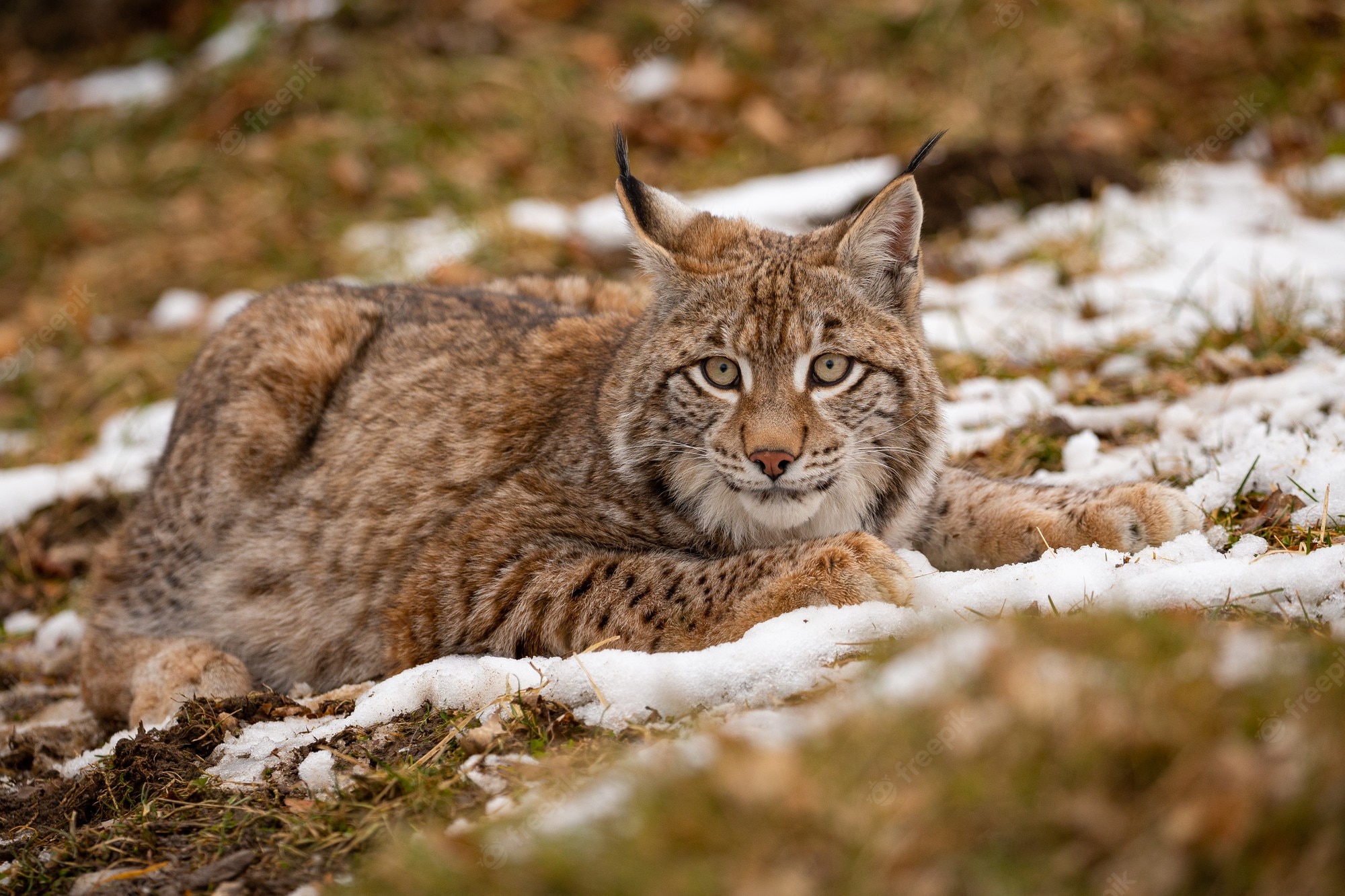 Bobcat Wallpapers