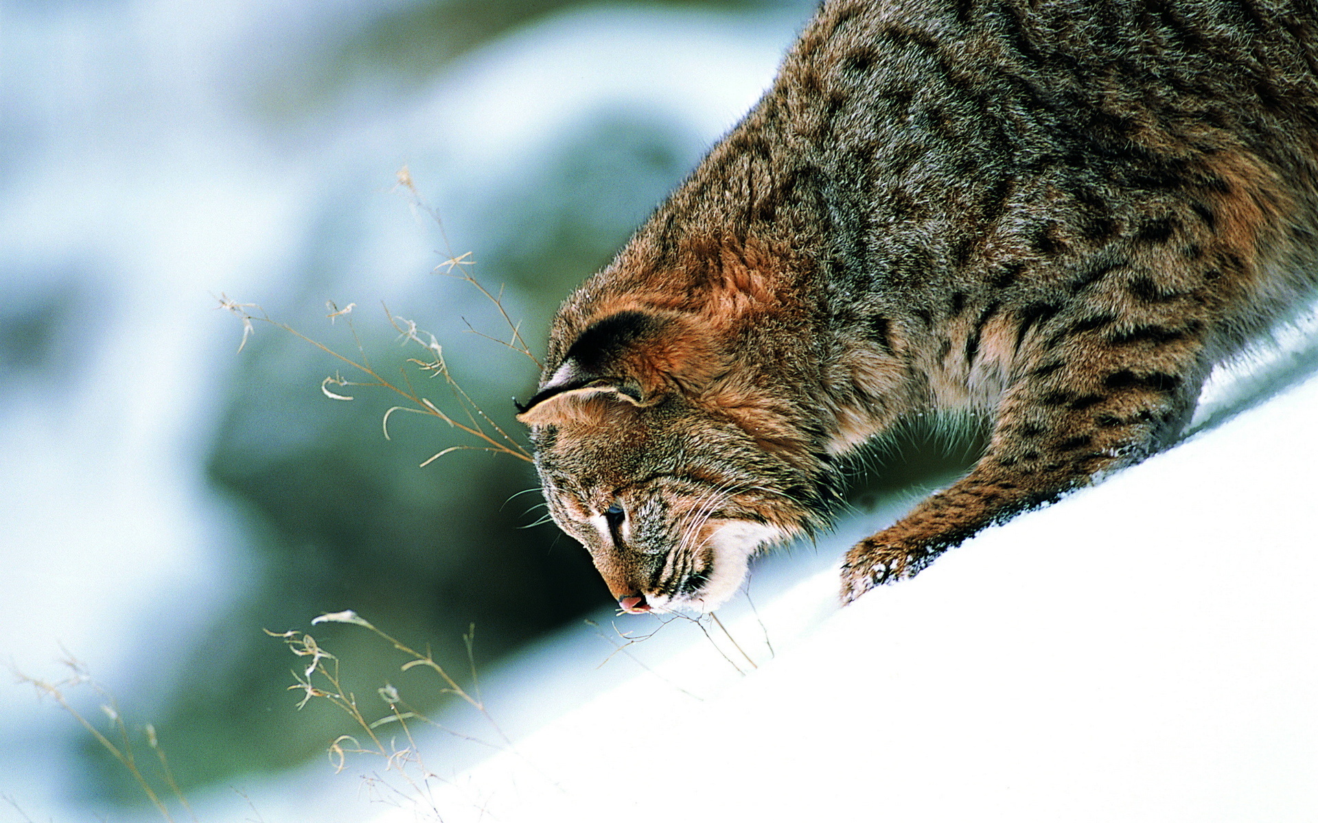 Bobcat Wallpapers