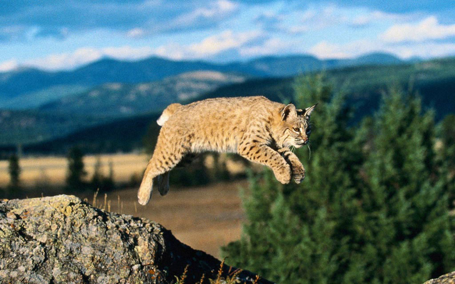 Bobcat Wallpapers