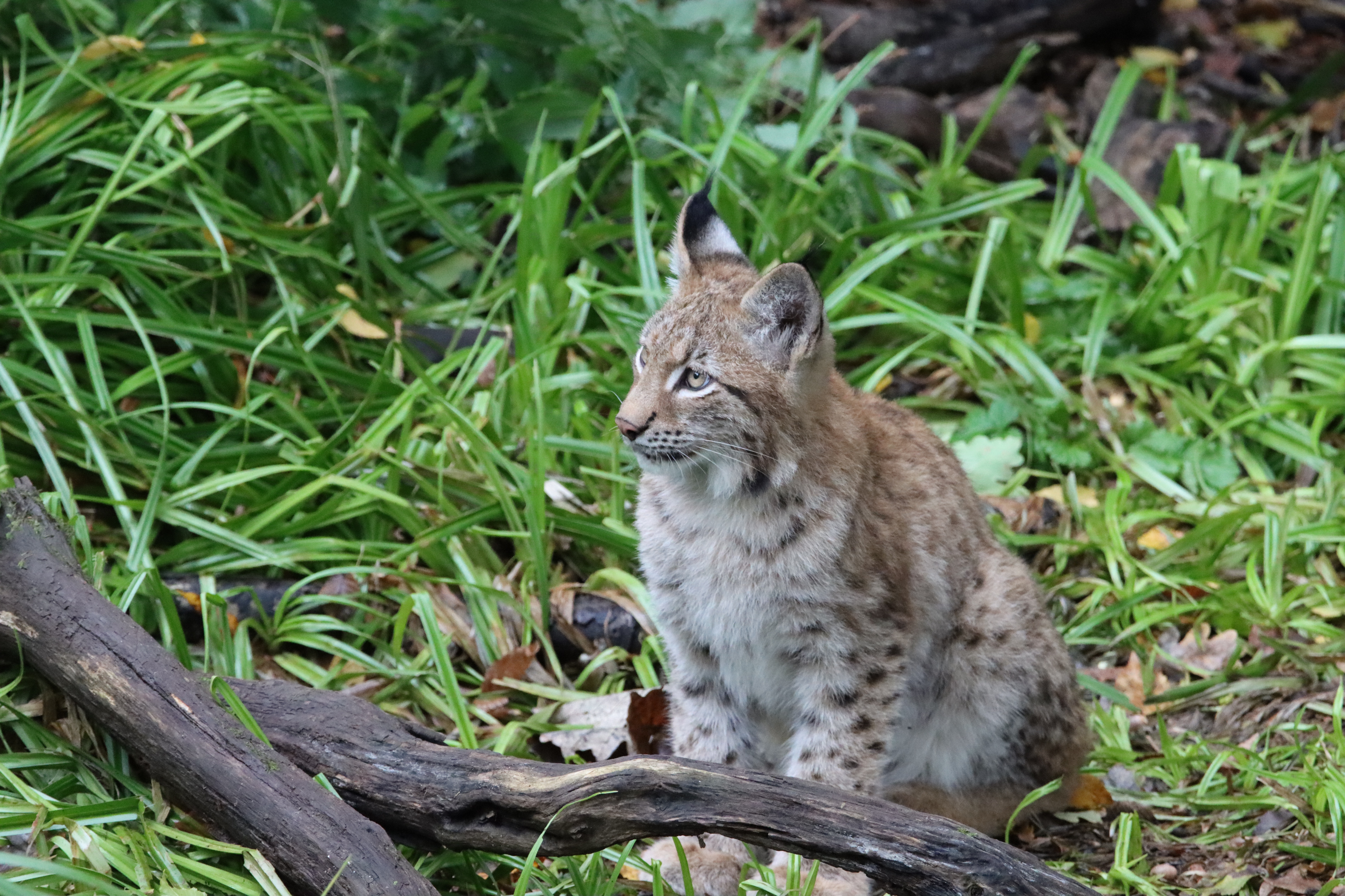 Bobcat Wallpapers