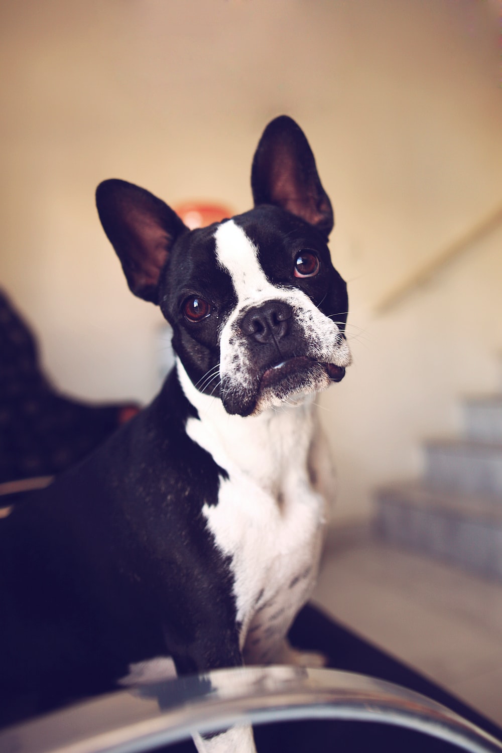 Boston Terrier Wallpapers