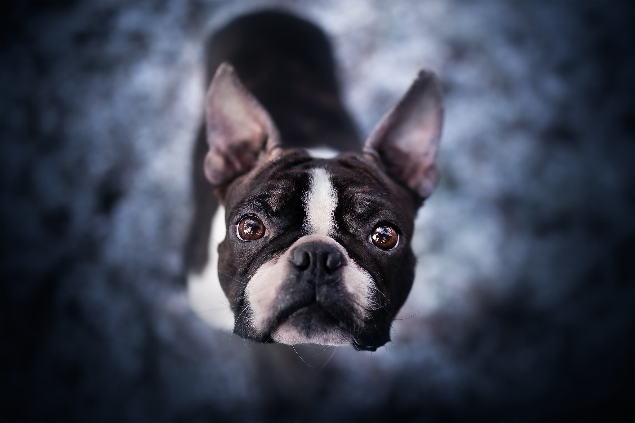 Boston Terrier Wallpapers