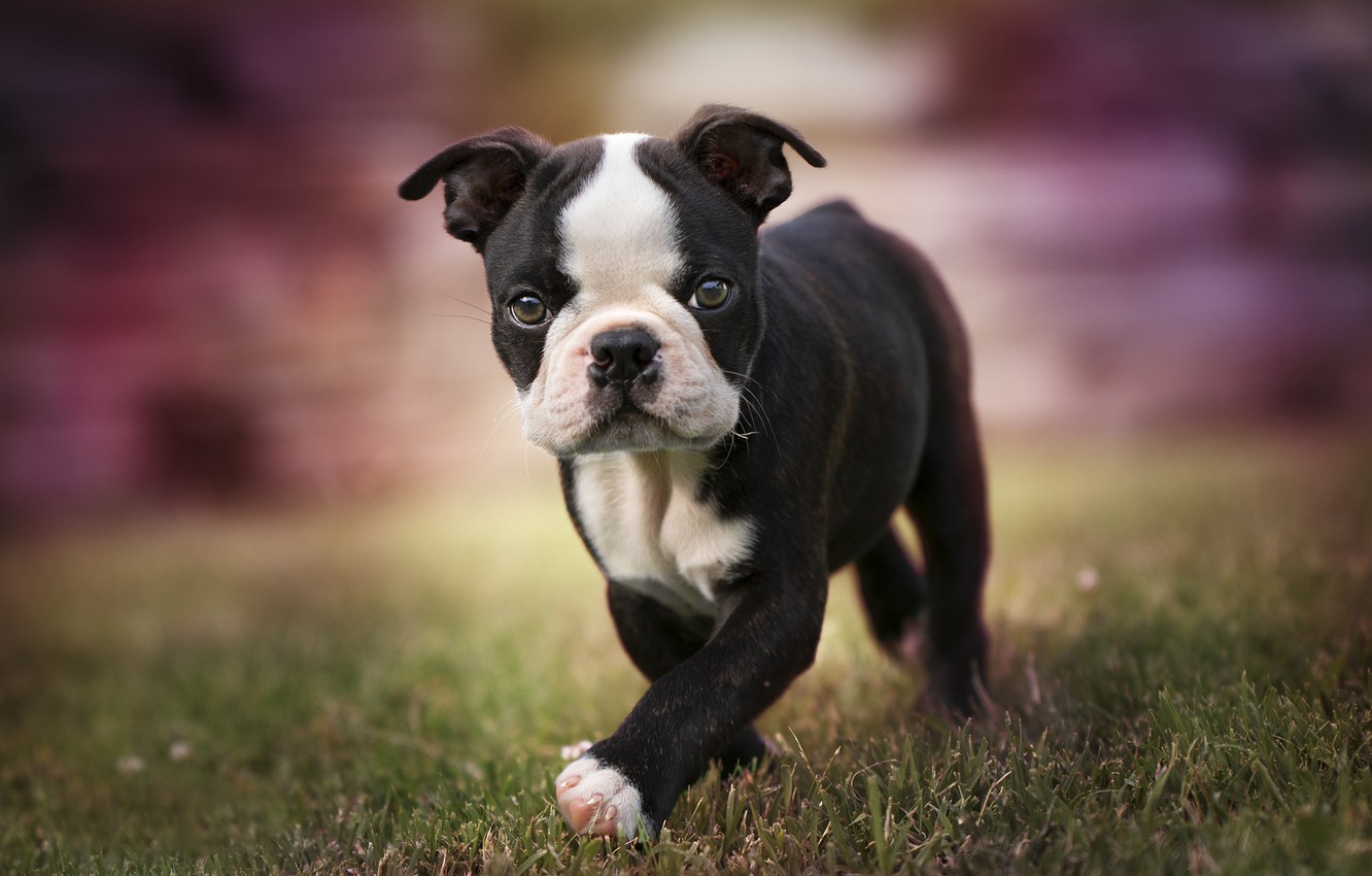 Boston Terrier Wallpapers