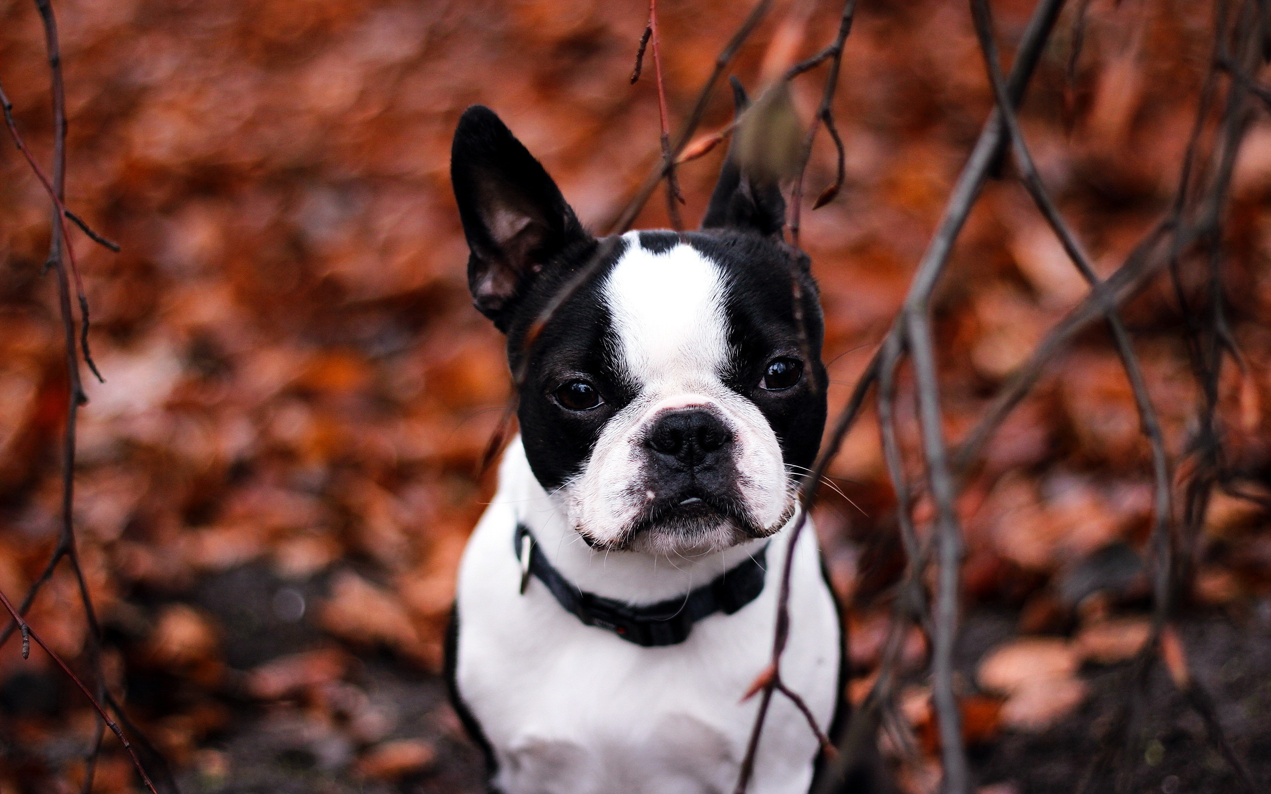 Boston Terrier Wallpapers