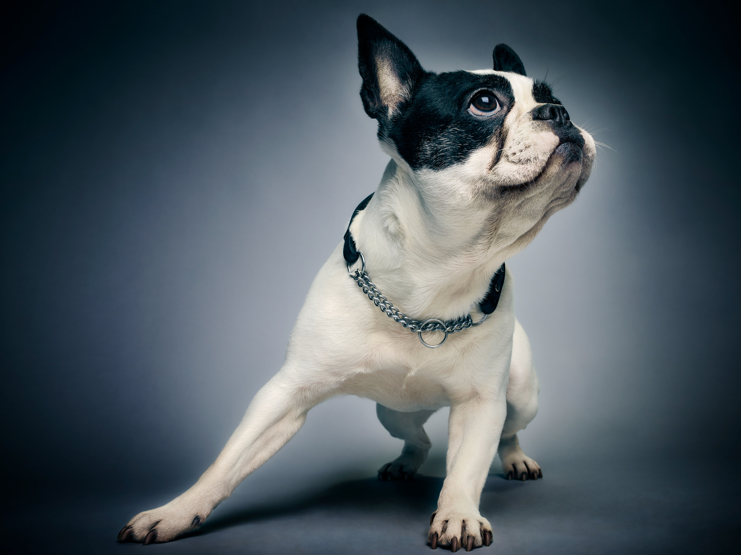 Boston Terrier Wallpapers