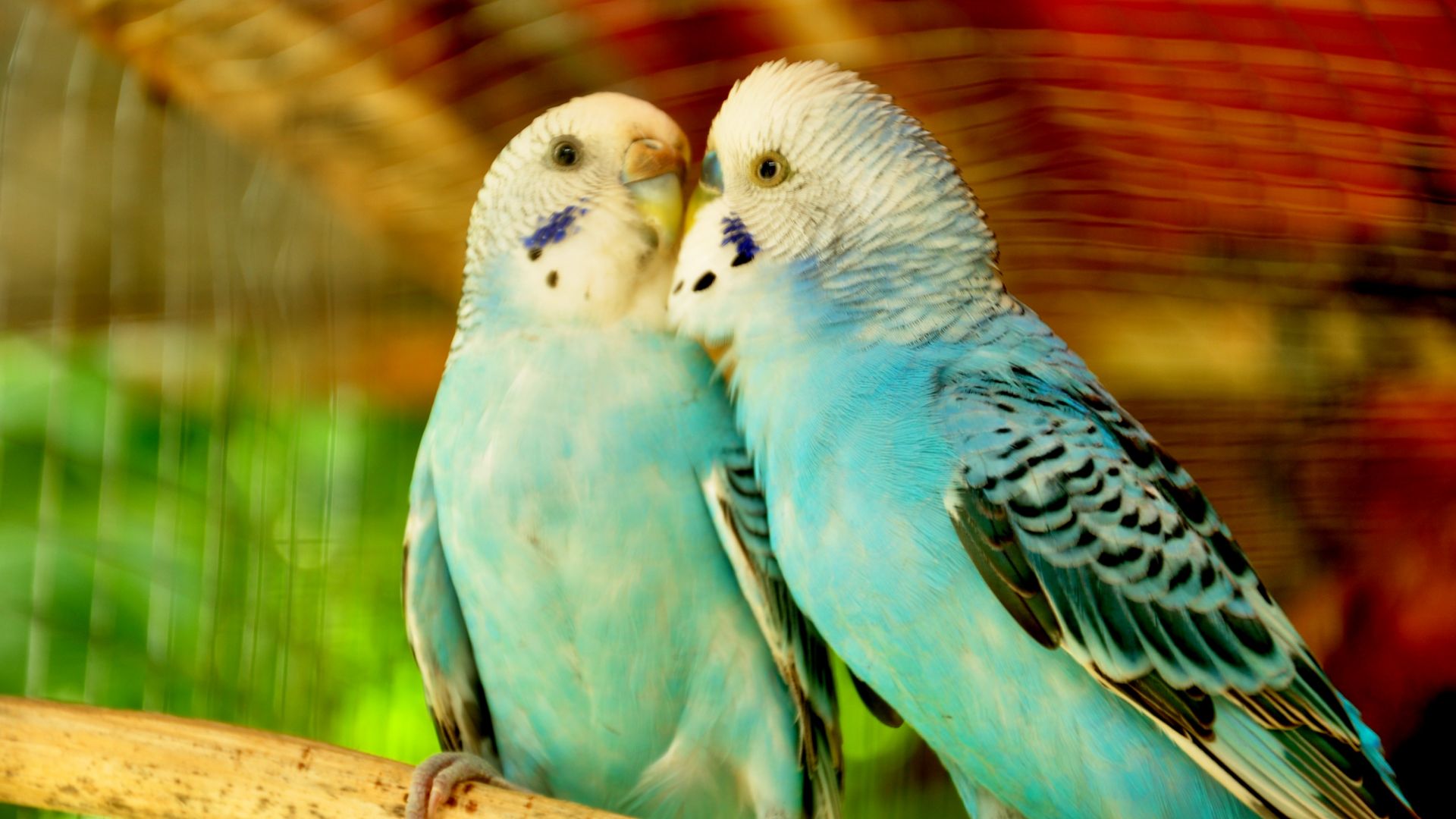 Budgerigar Wallpapers