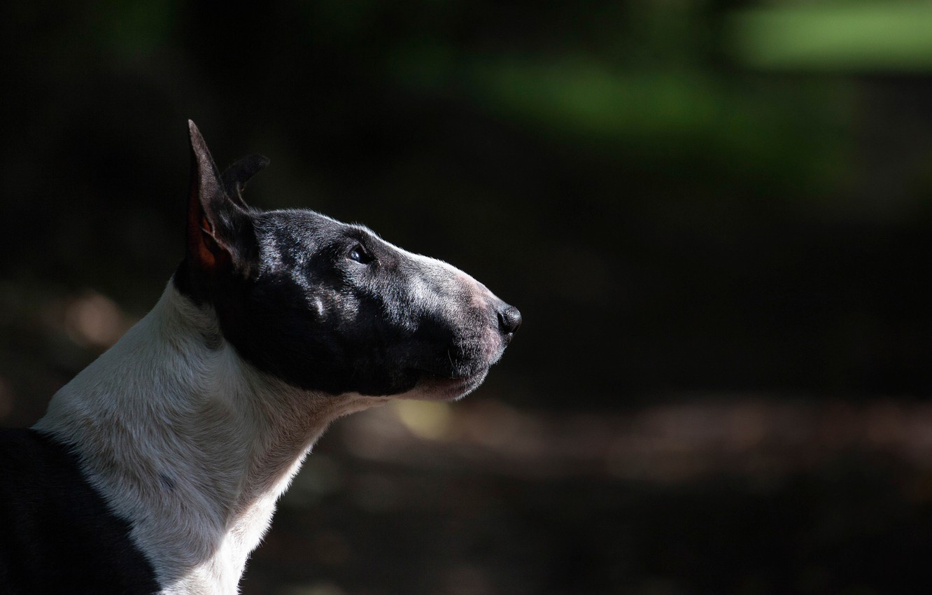 Bull Terrier Wallpapers