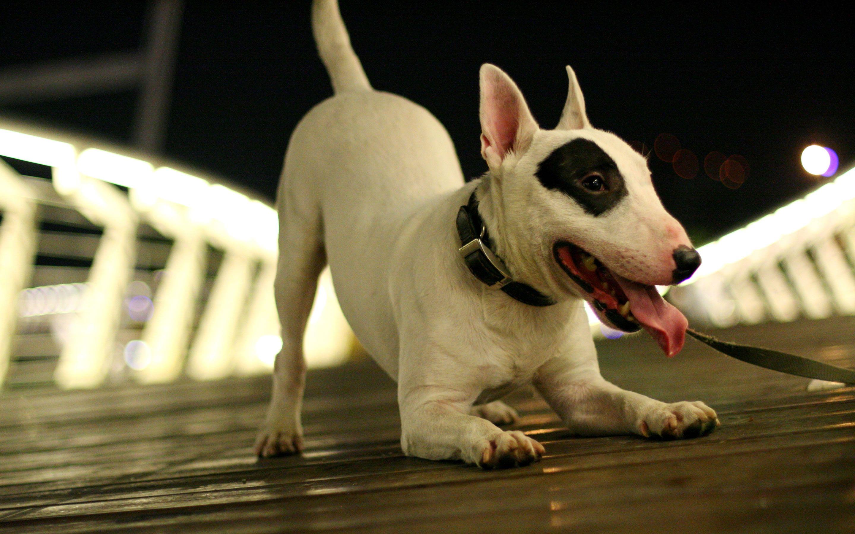 Bull Terrier Wallpapers