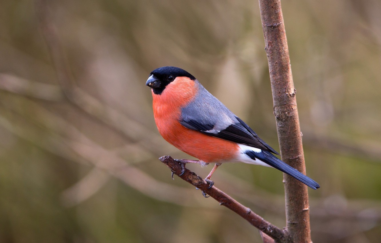 Bullfinch Wallpapers