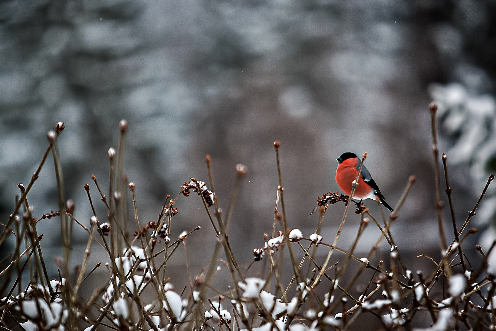 Bullfinch Wallpapers