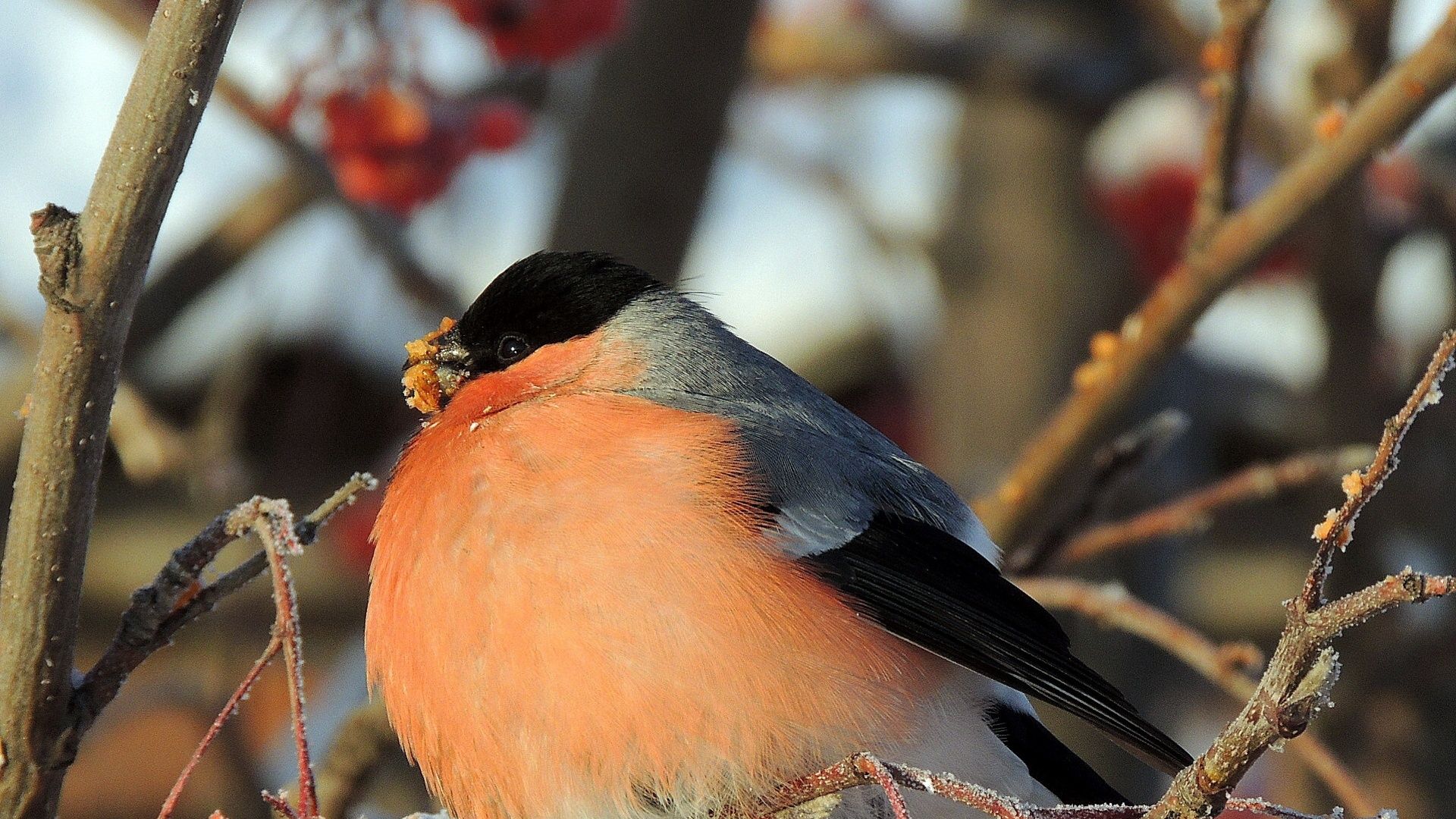 Bullfinch Wallpapers