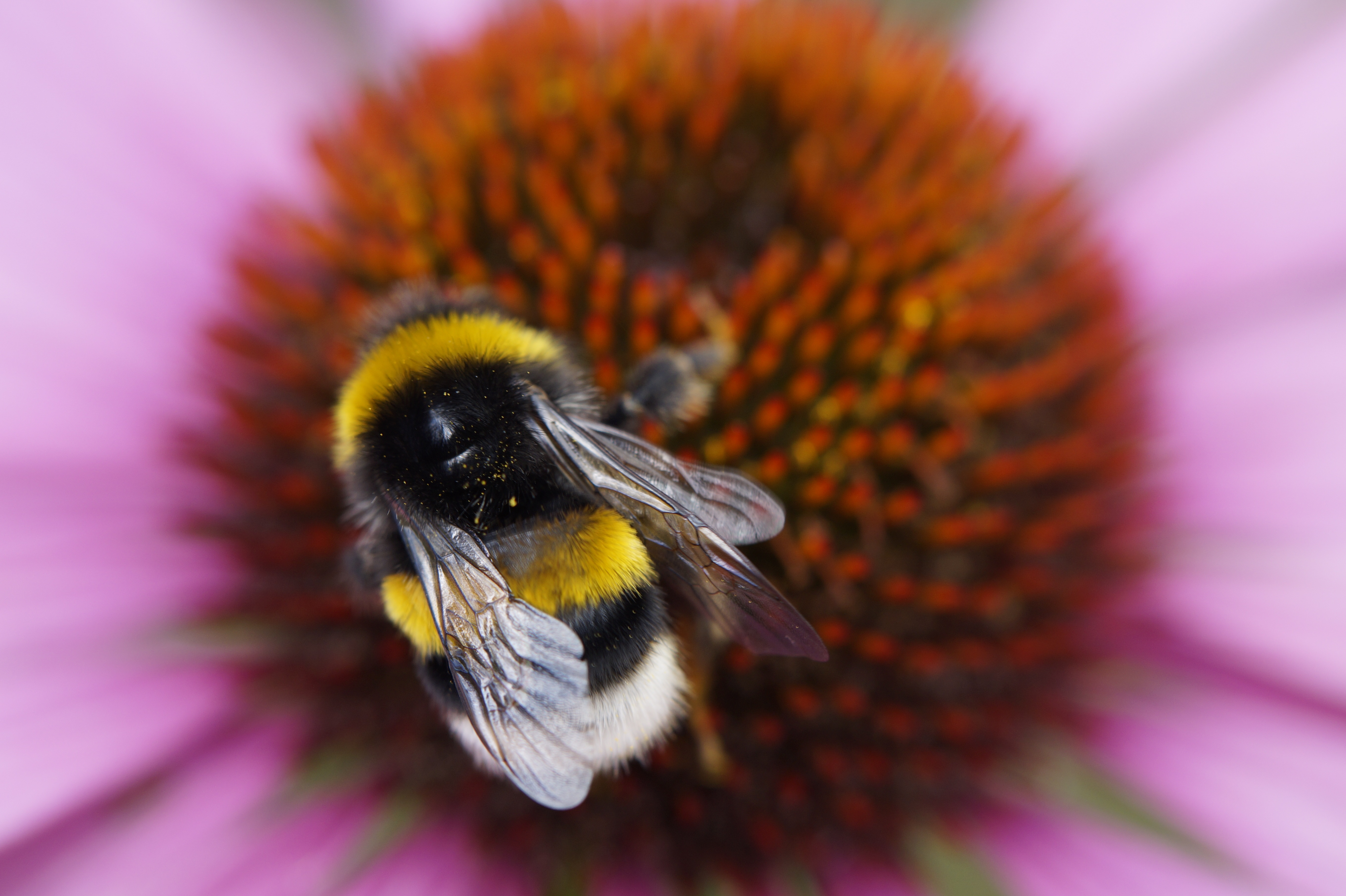 Bumblebee Insect Wallpapers