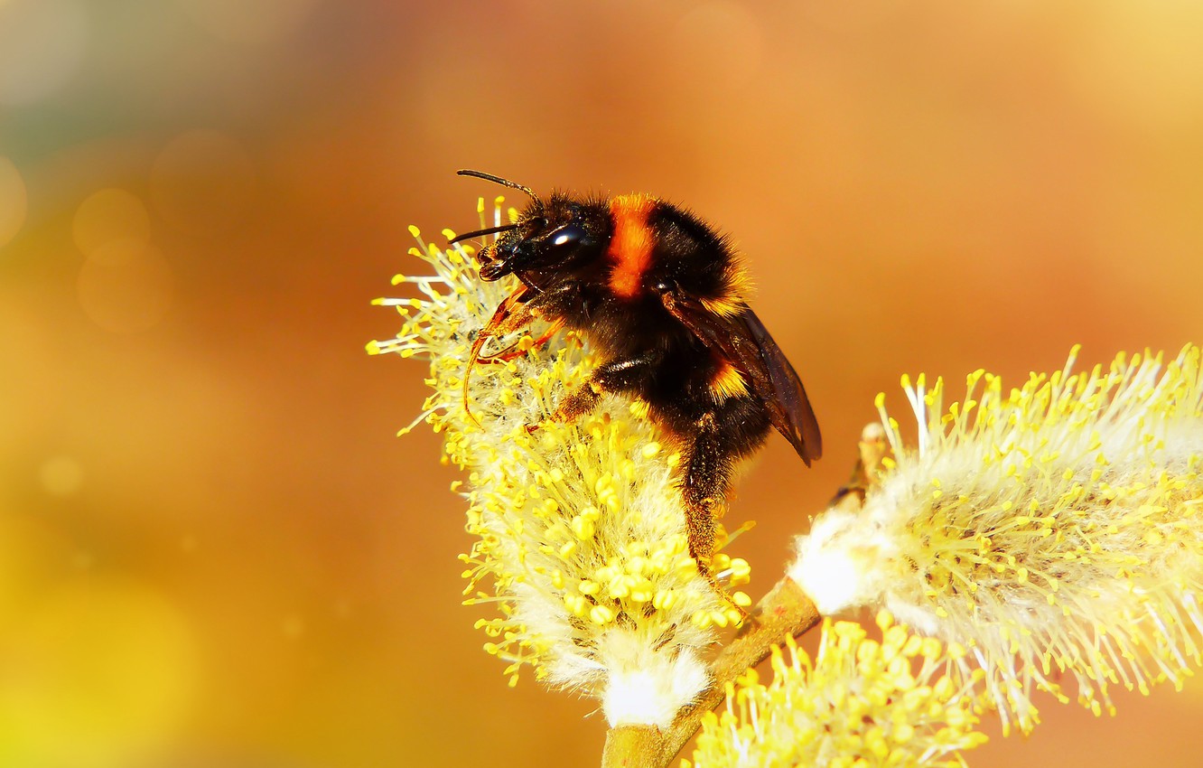 Bumblebee Insect Wallpapers