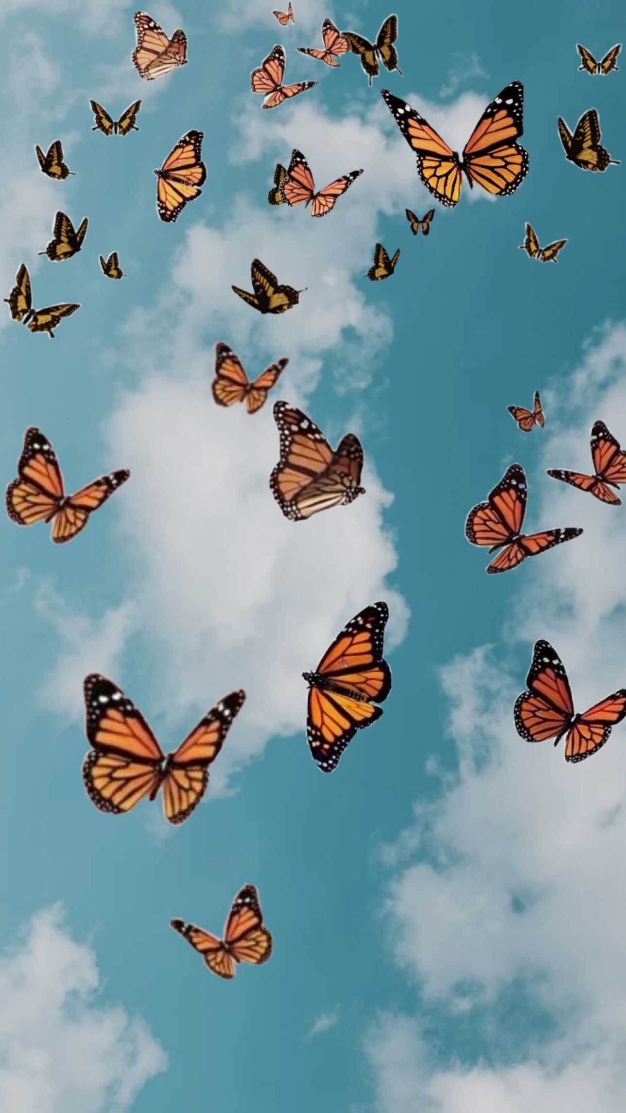 Butterflies Wallpapers