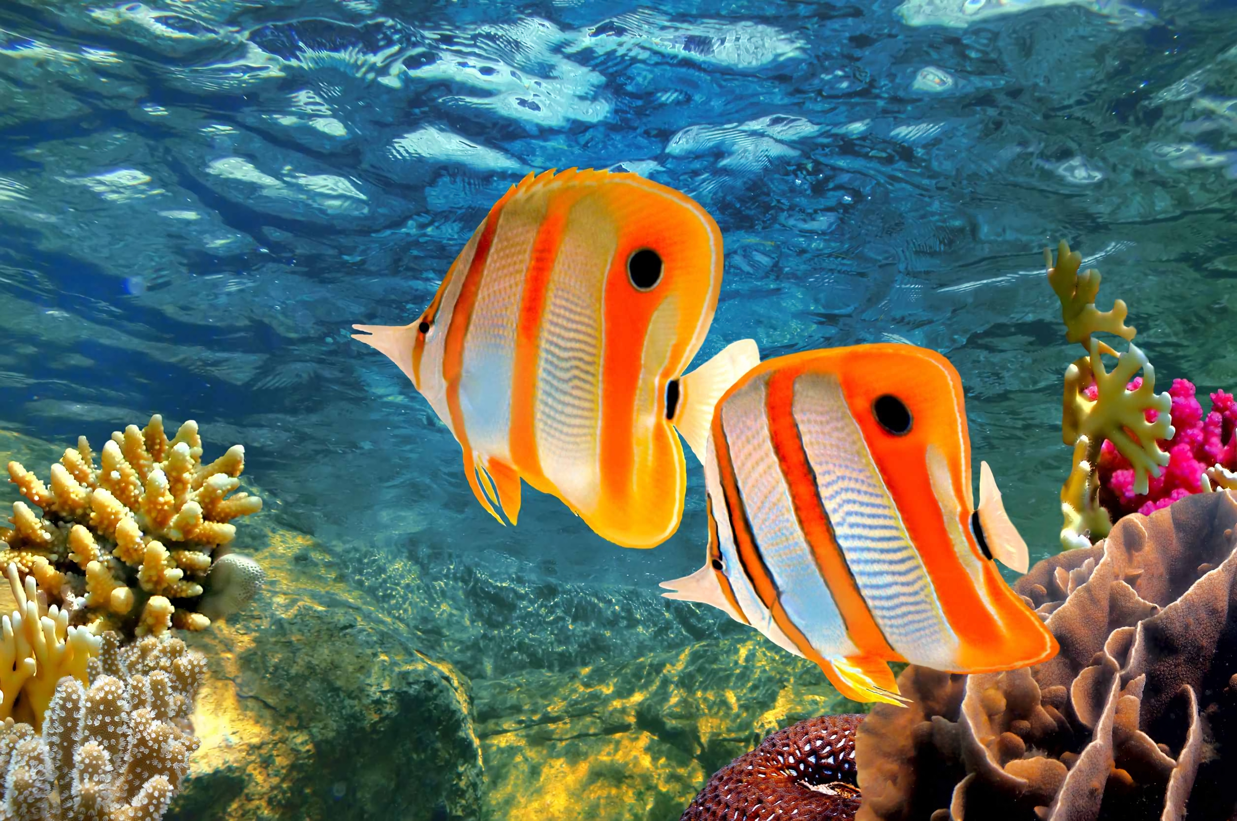 Butterflyfish Wallpapers