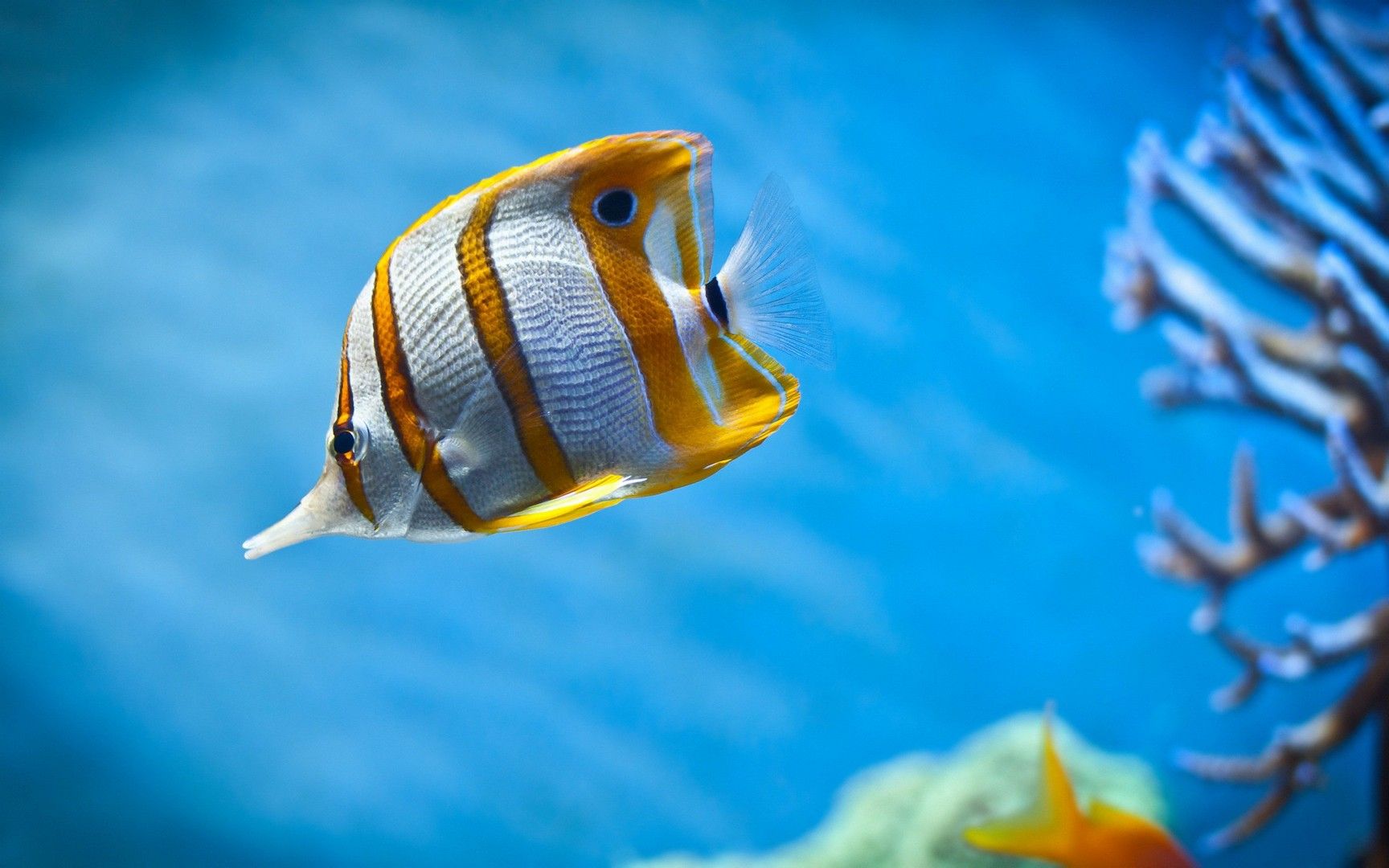 Butterflyfish Wallpapers