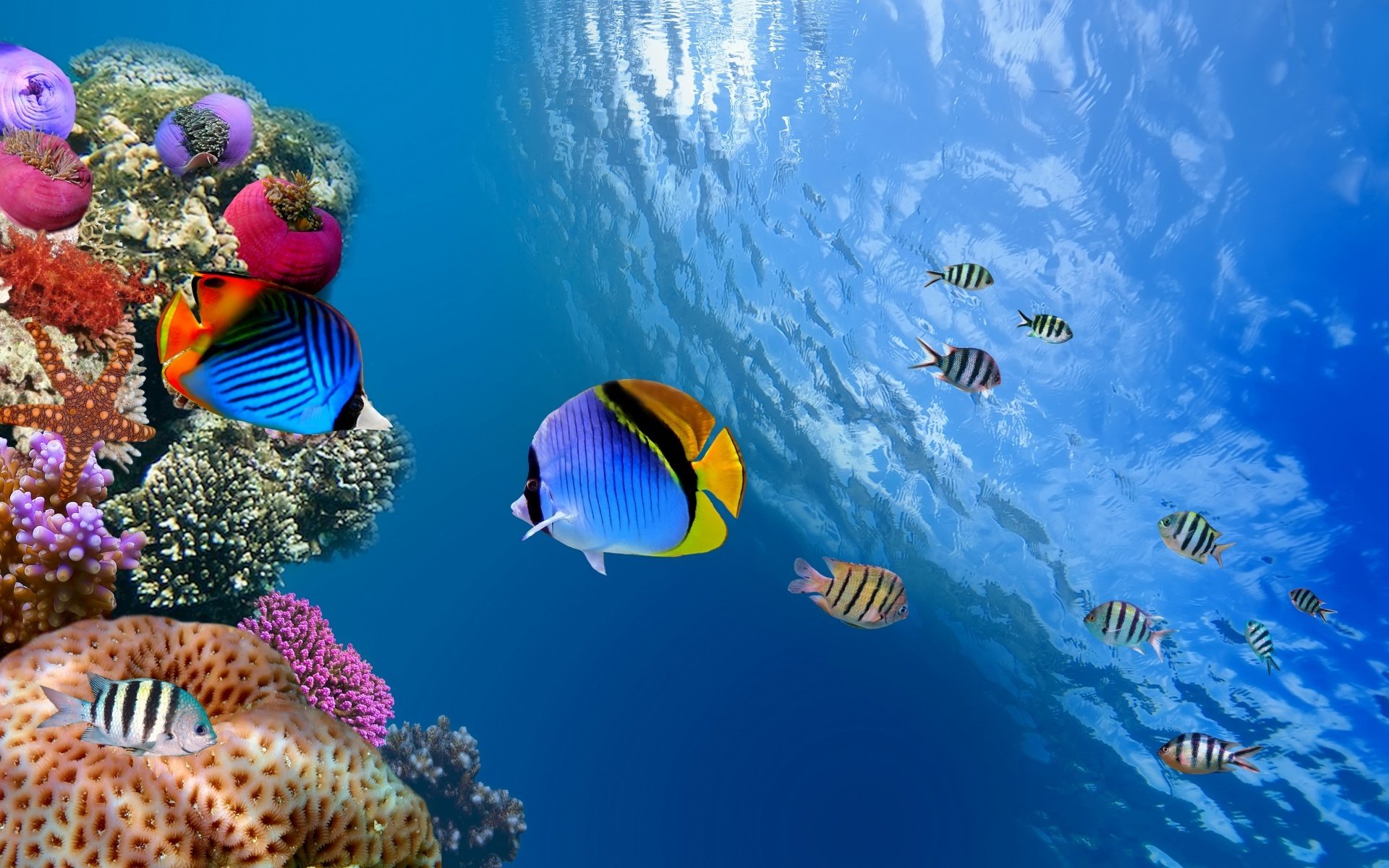 Butterflyfish Wallpapers