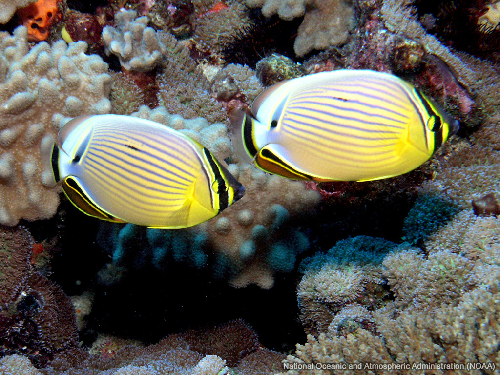 Butterflyfish Wallpapers