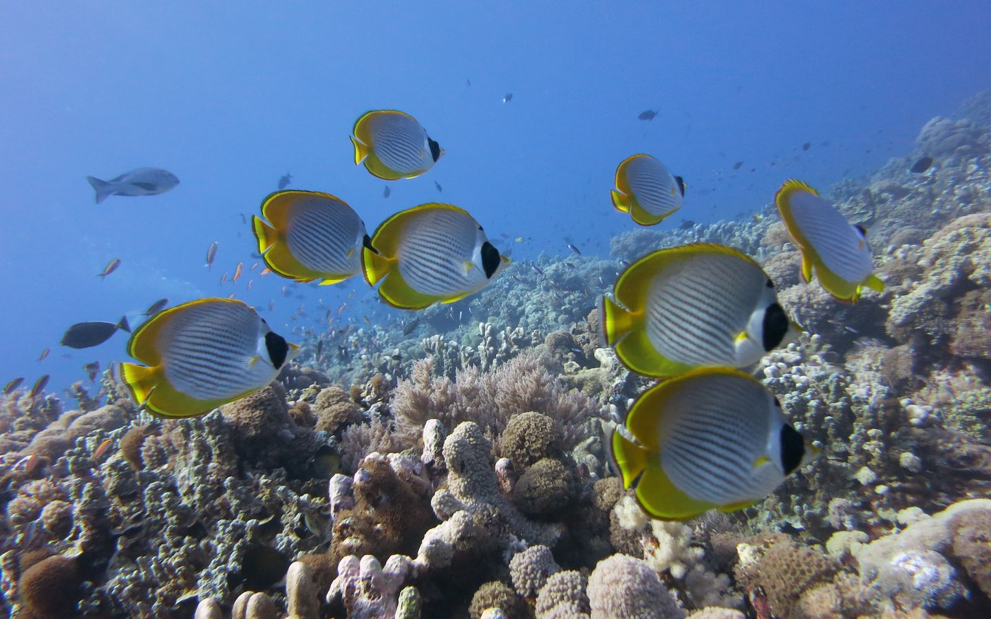 Butterflyfish Wallpapers