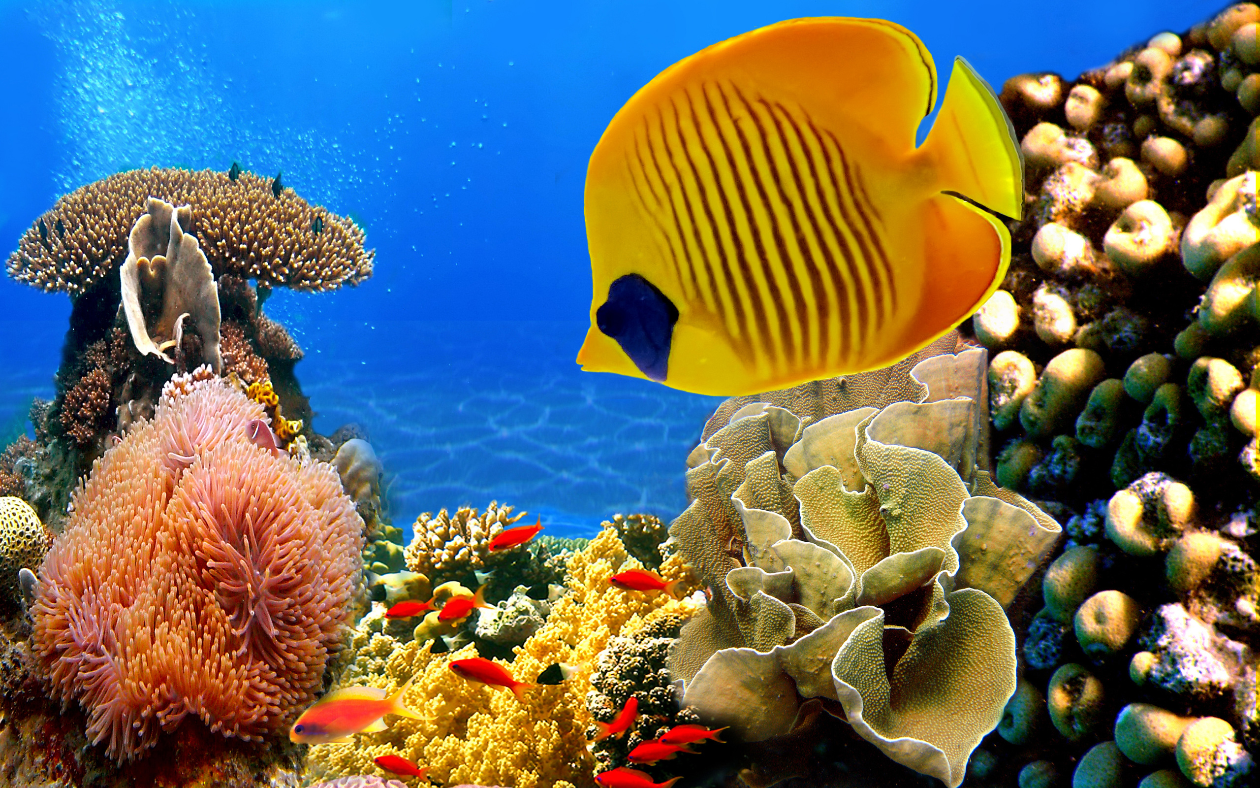 Butterflyfish Wallpapers