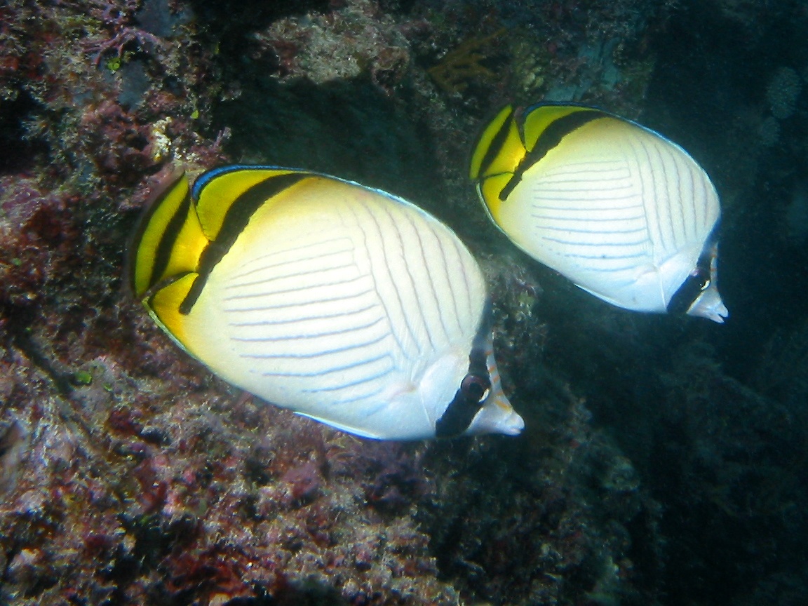 Butterflyfish Wallpapers