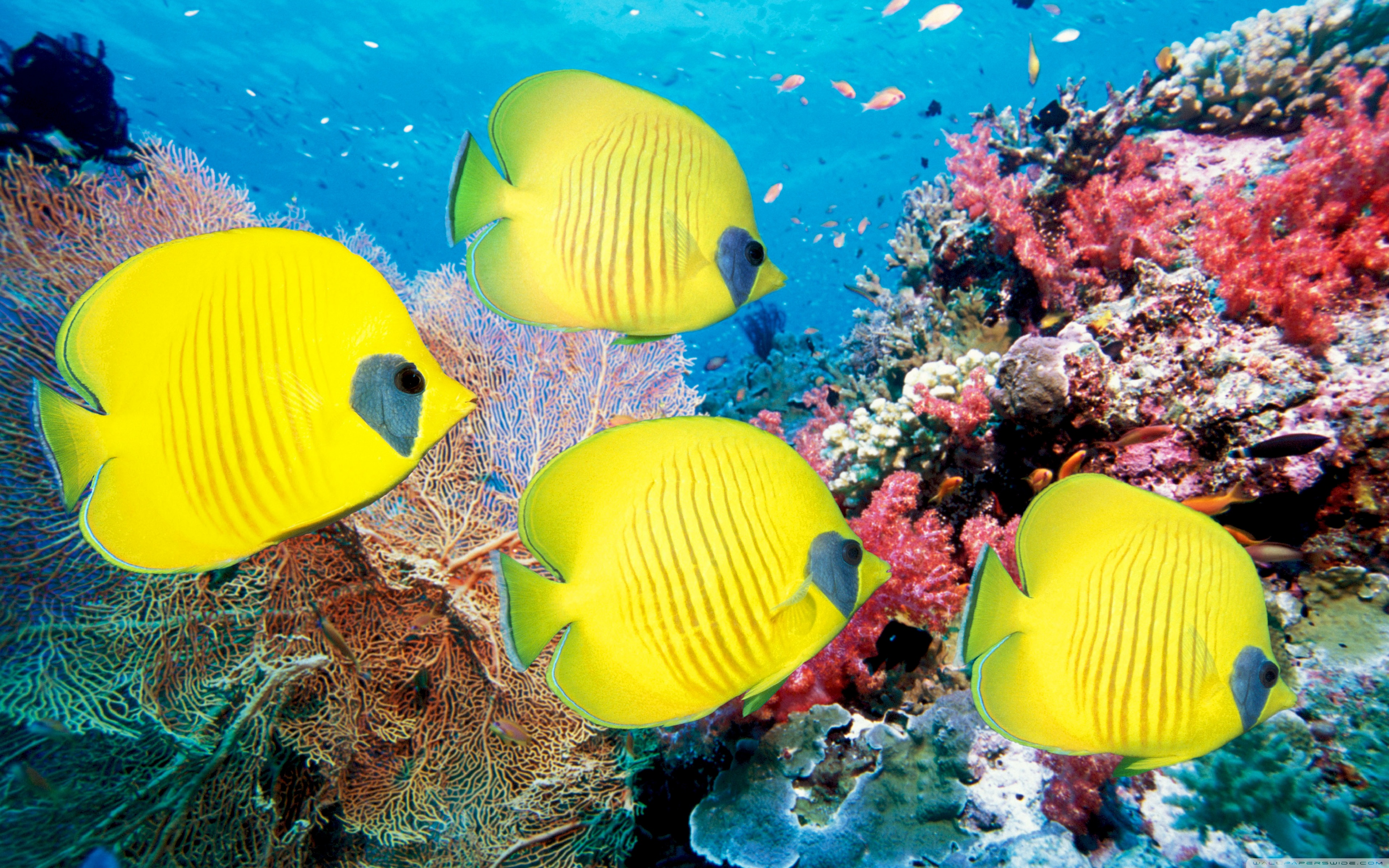 Butterflyfish Wallpapers