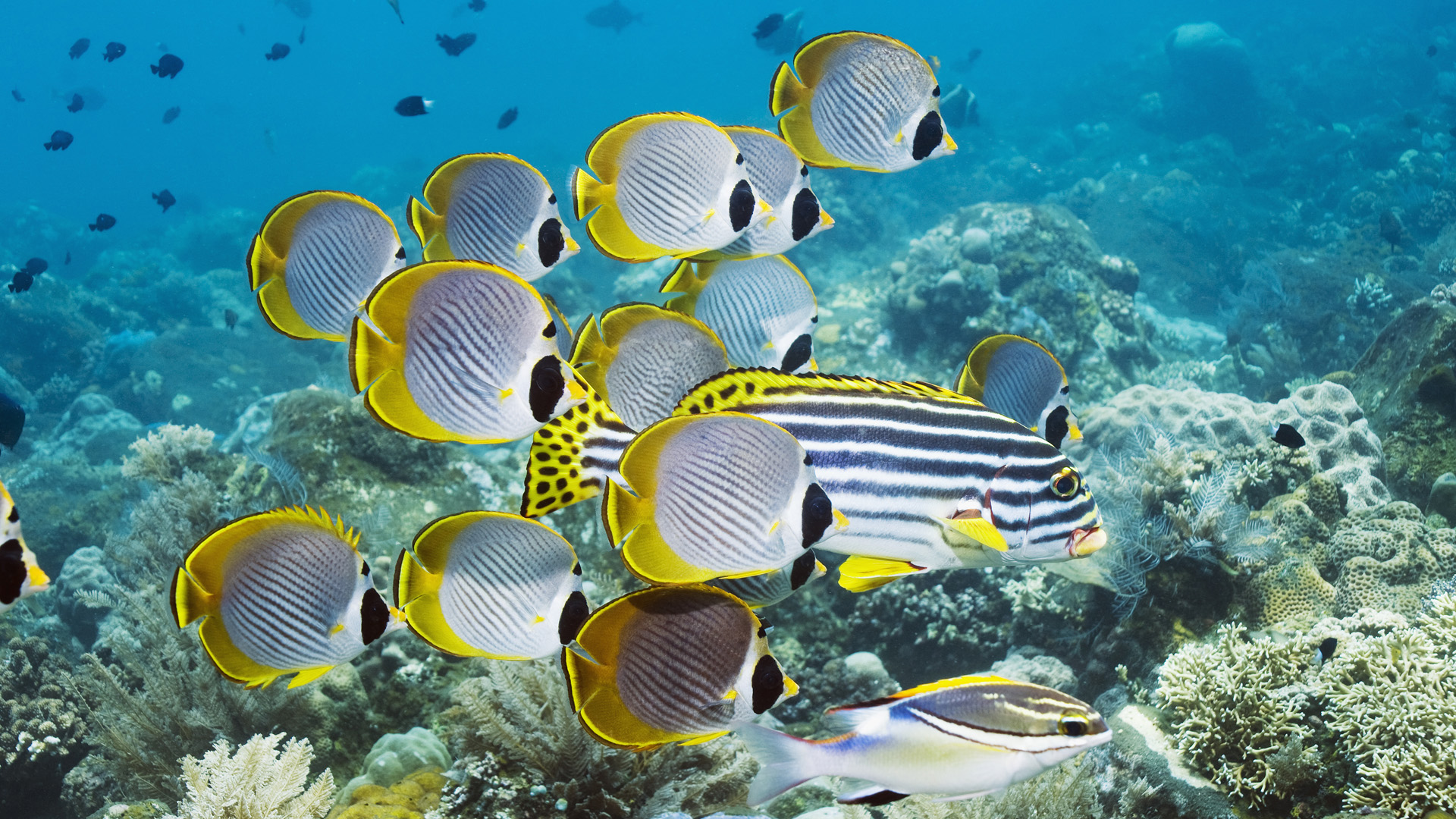 Butterflyfish Wallpapers