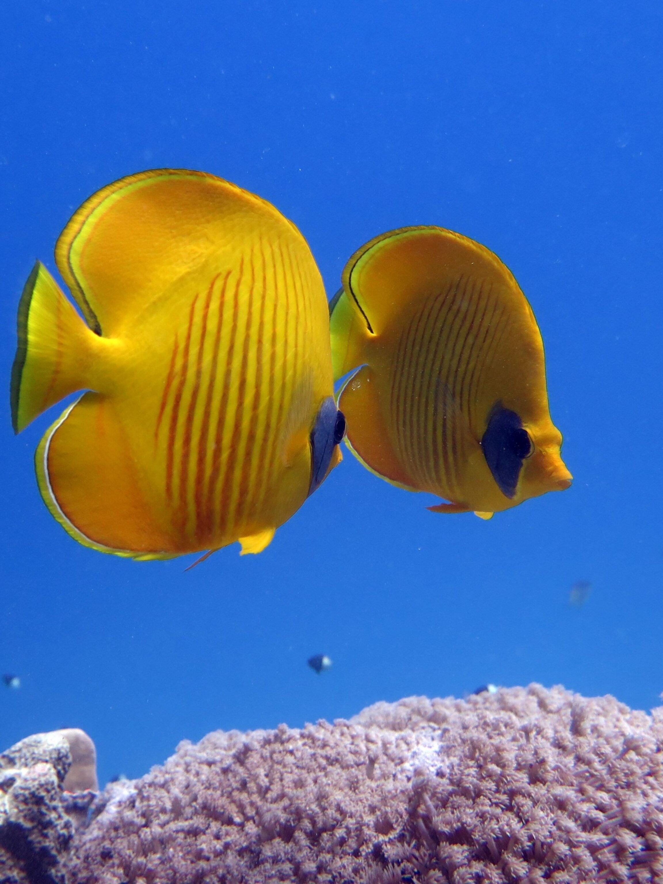 Butterflyfish Wallpapers