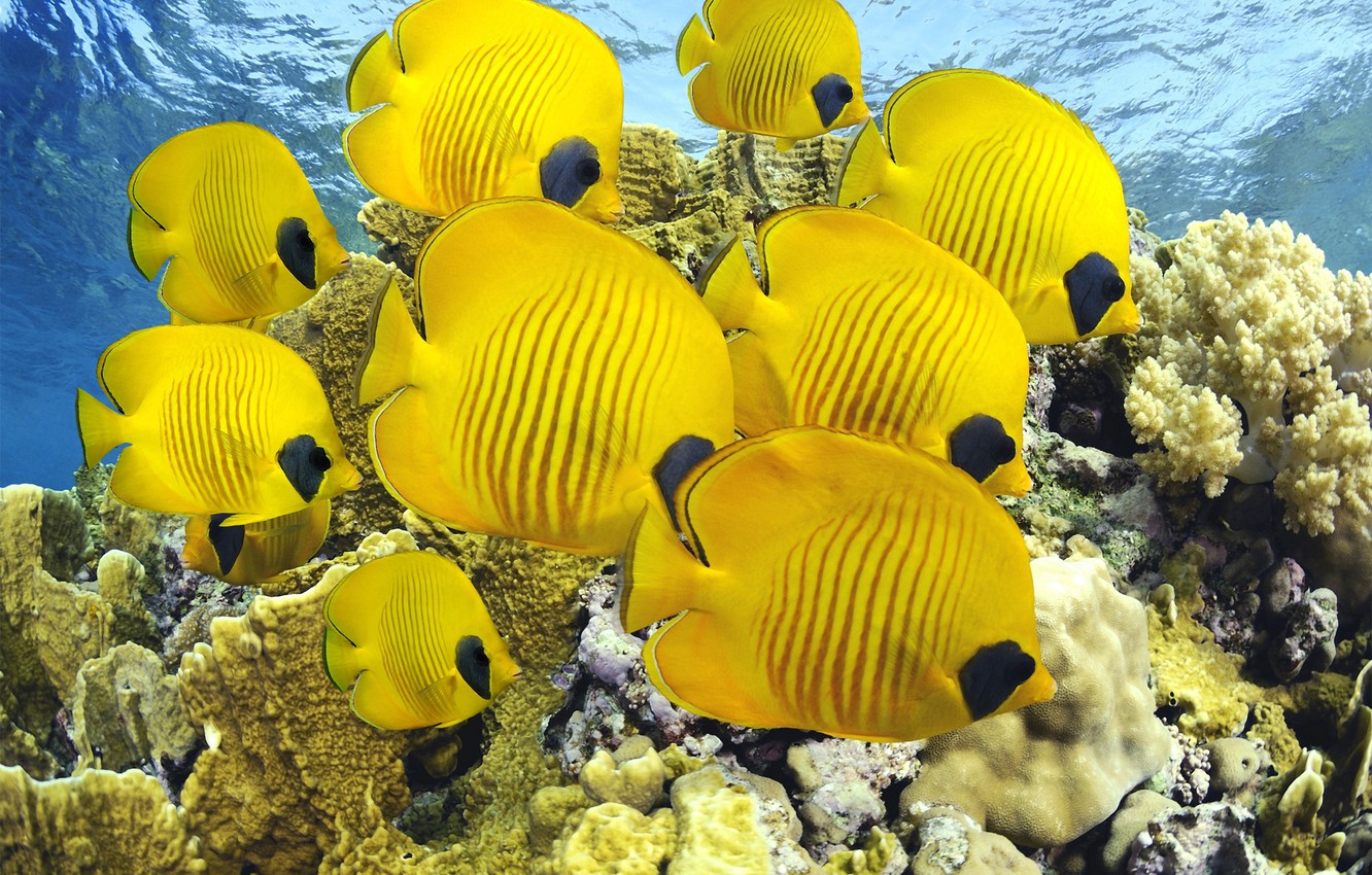 Butterflyfish Wallpapers