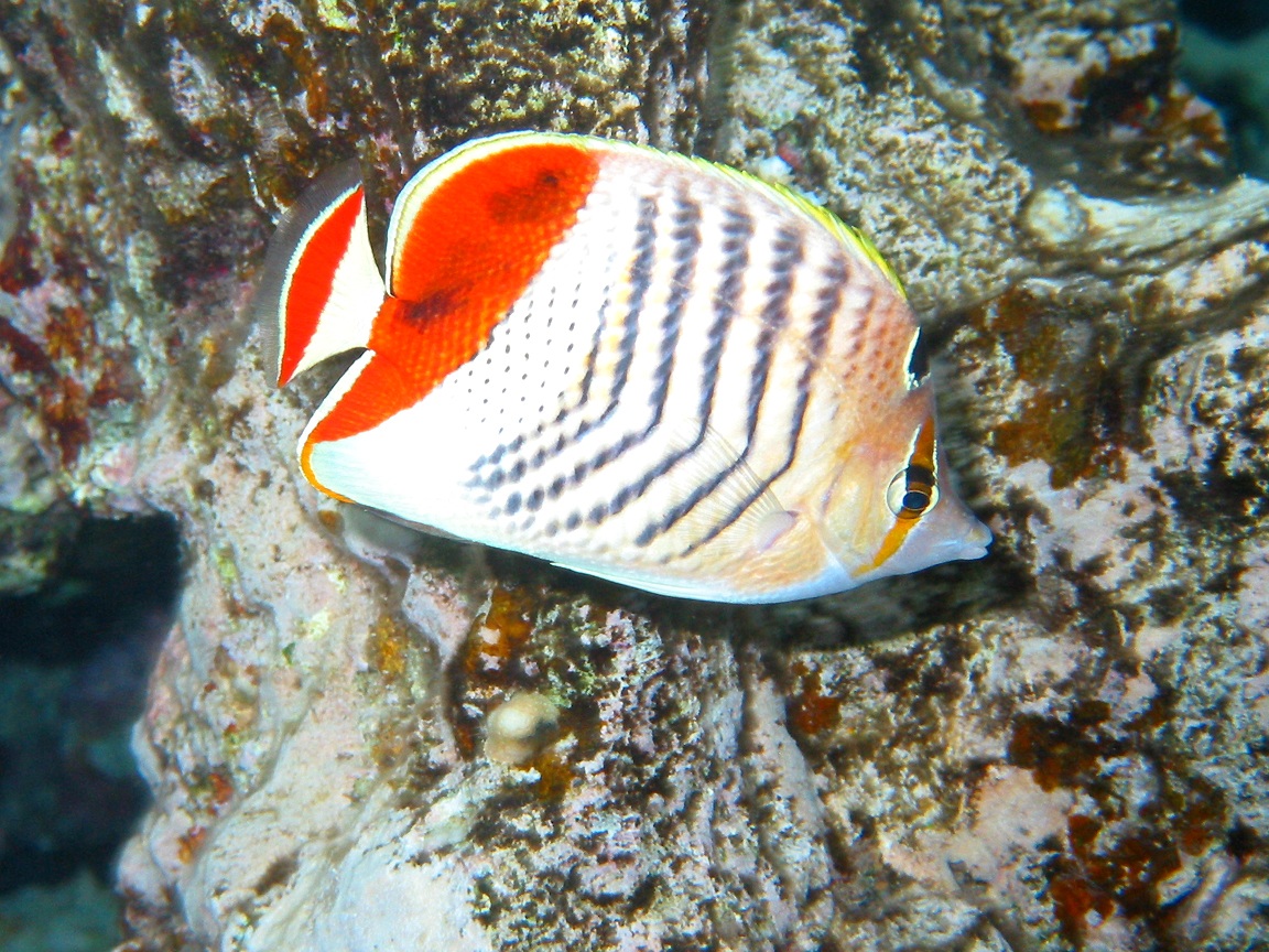 Butterflyfish Wallpapers