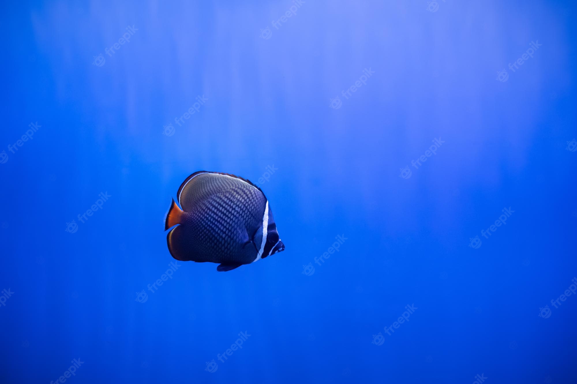 Butterflyfish Wallpapers