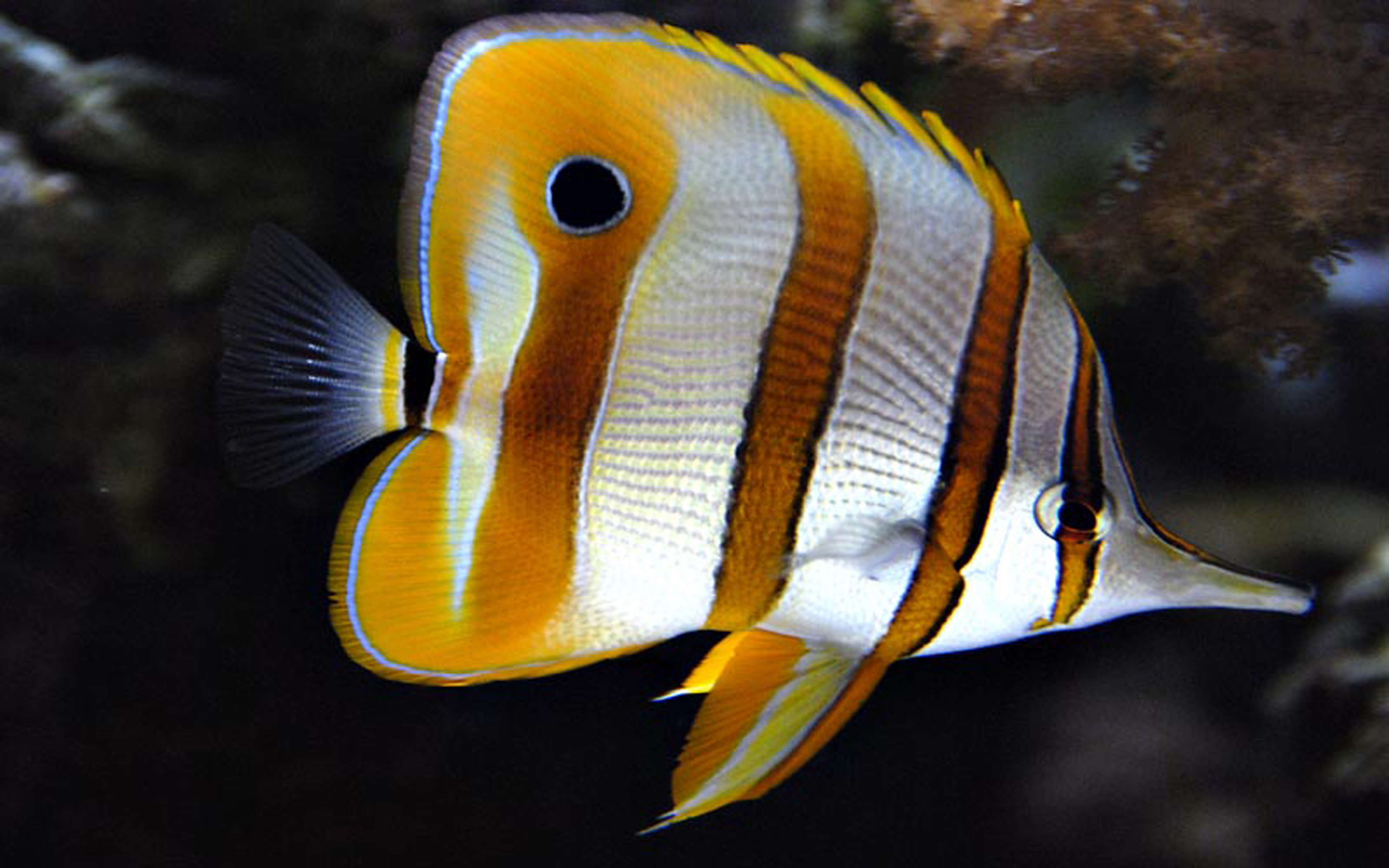 Butterflyfish Wallpapers